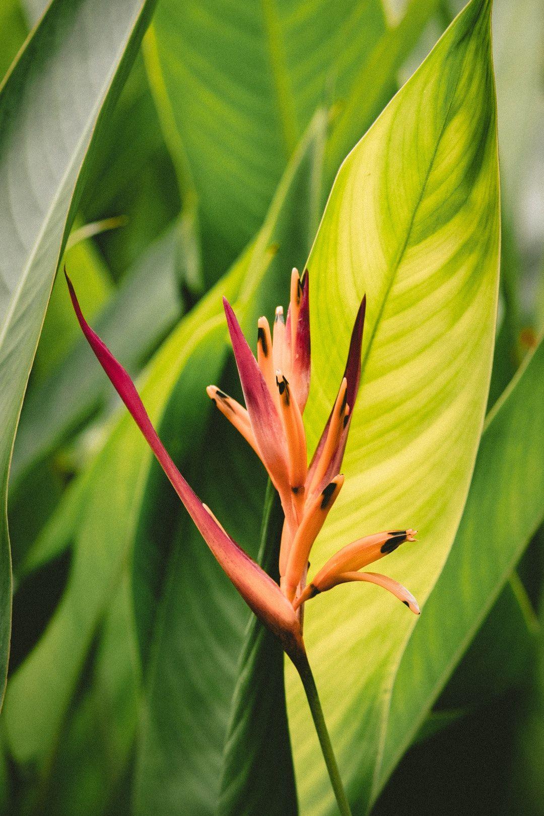 1080x1620 Hawaii Flower Picture. Download Free Image