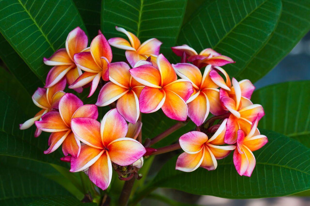 Hawaii Flowers Wallpapers - Top Free Hawaii Flowers Backgrounds ...