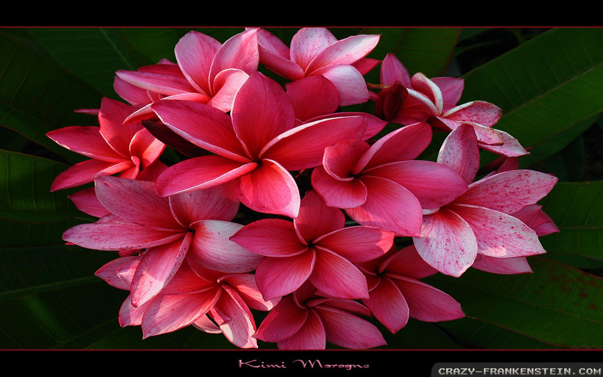 1920x1200 Flowers Hawaii wallpaper