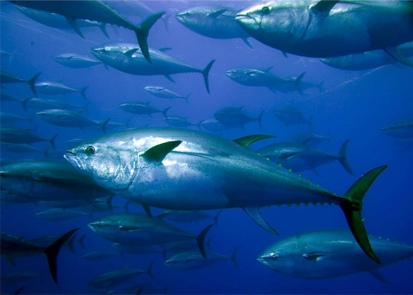 1600x1144 Tuna Wallpaper