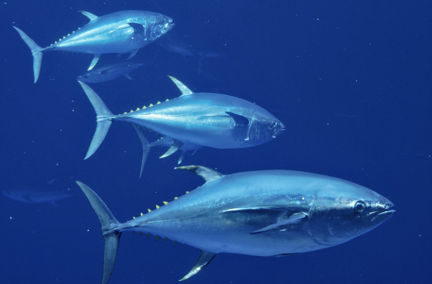 1800x1185 Download Fish Animal Tuna Wallpaper
