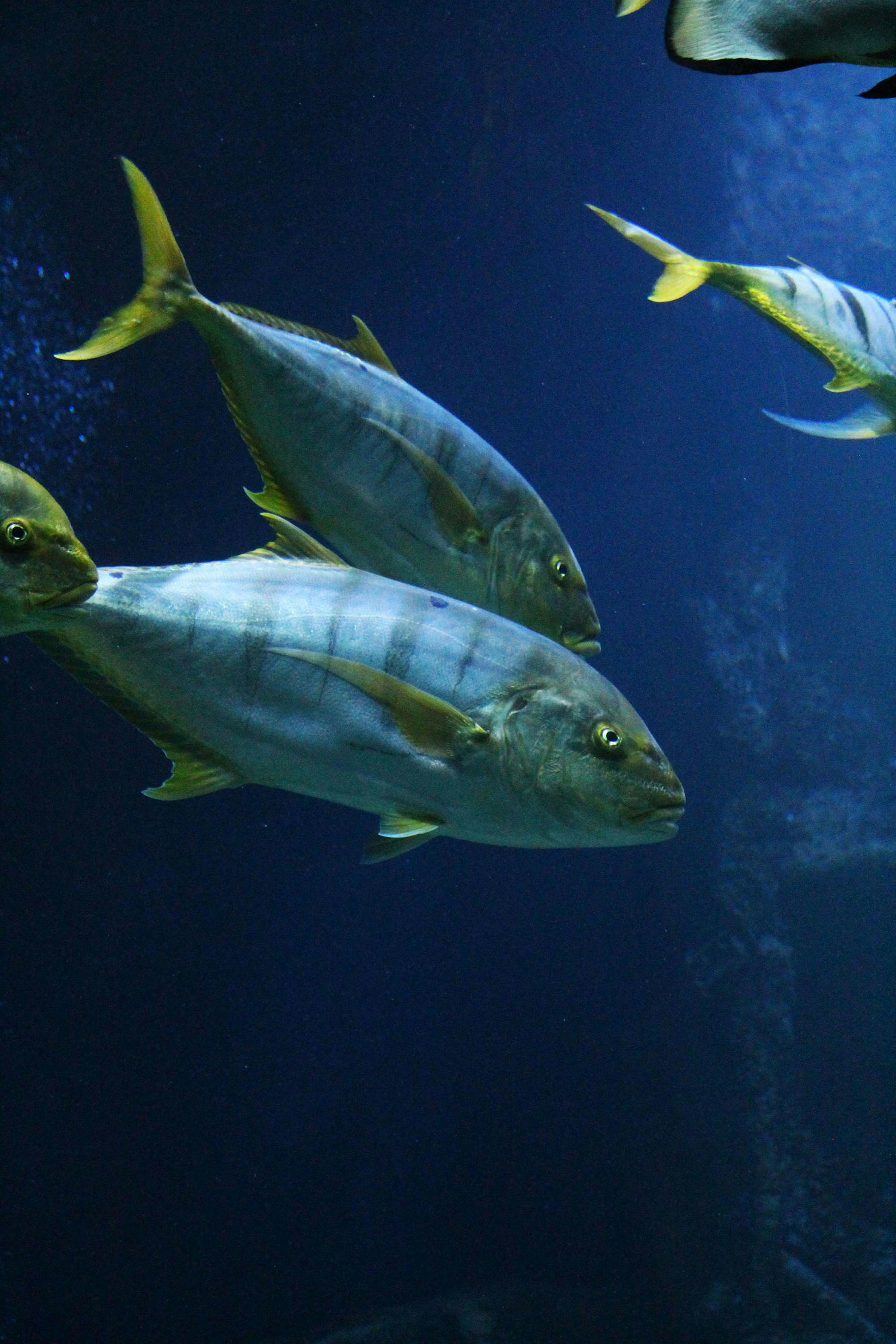 3000x4502 Tuna Picture. Download Free