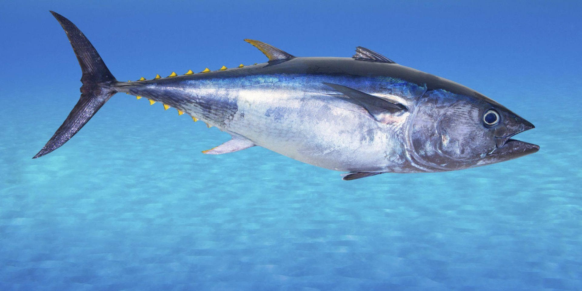1920x960 Tuna Picture