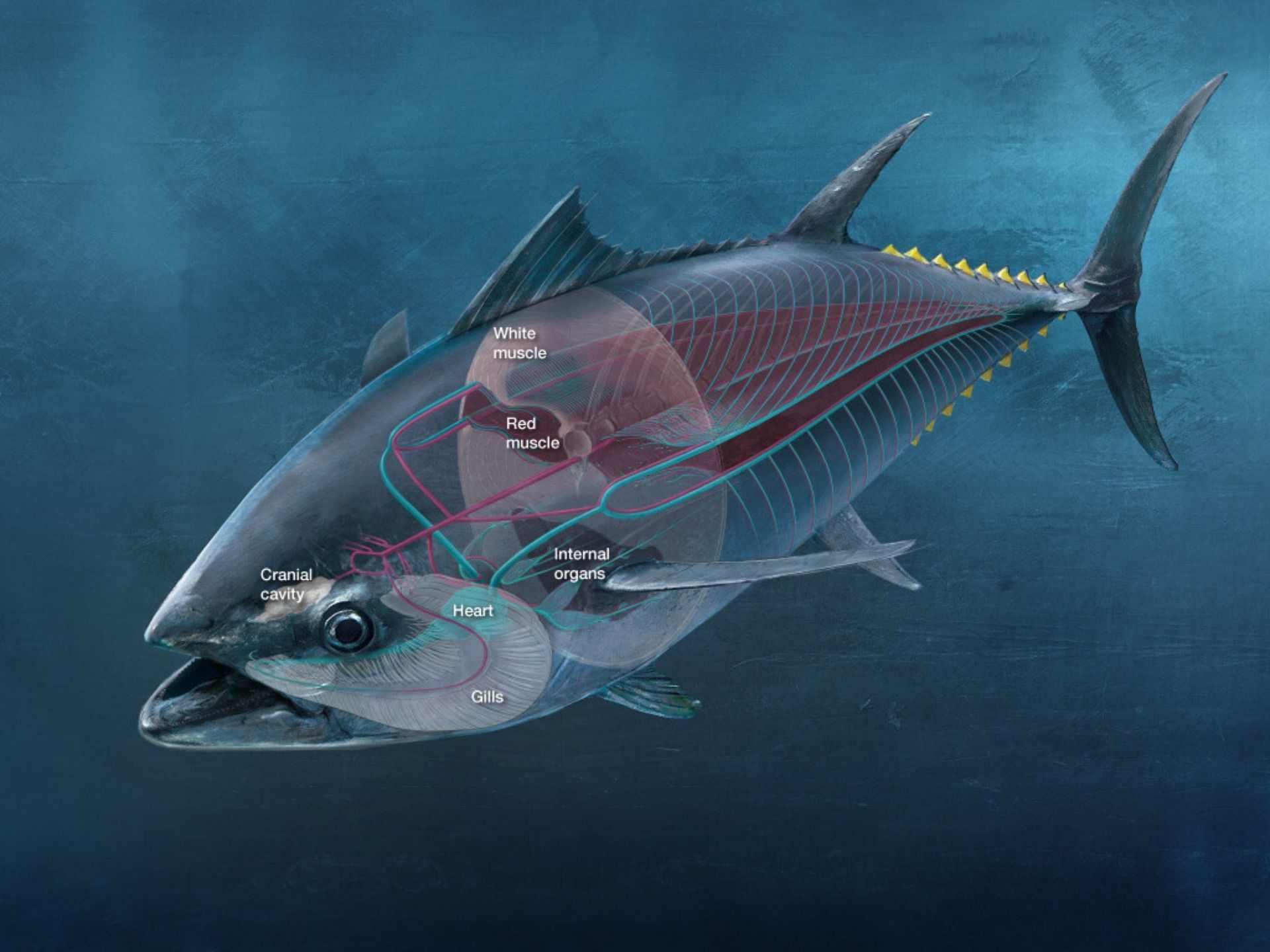 1920x1440 Atlantic bluefin tuna: the forgotten