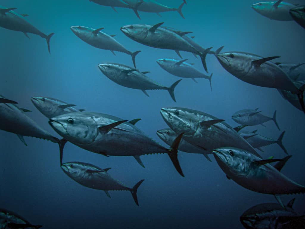 1024x768 Southern California Bluefin Tuna