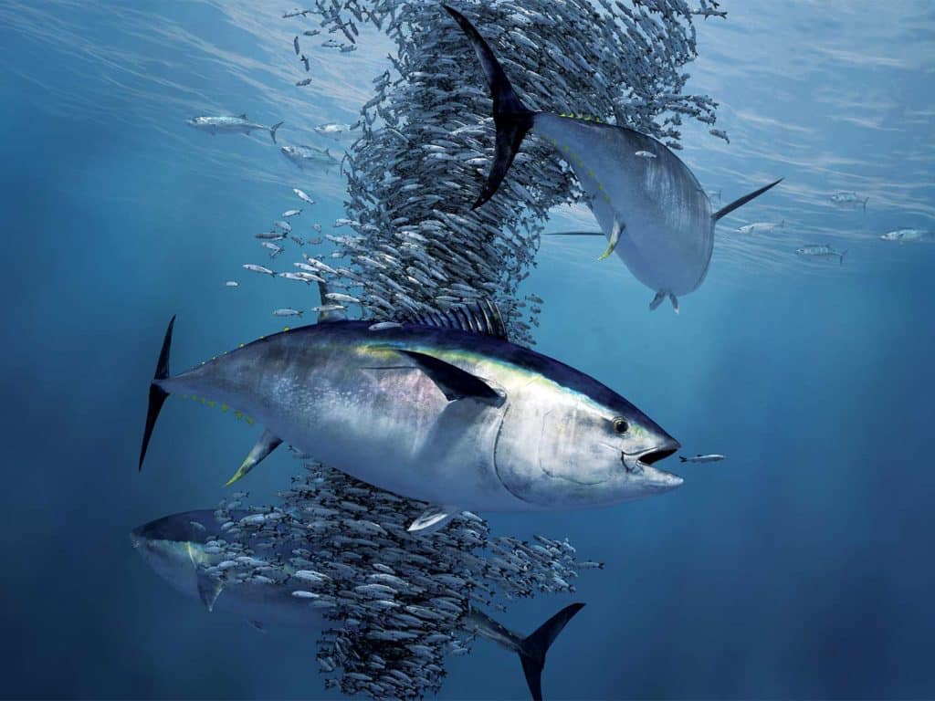 1024x768 Maine Teens Land Giant Bluefin Tuna