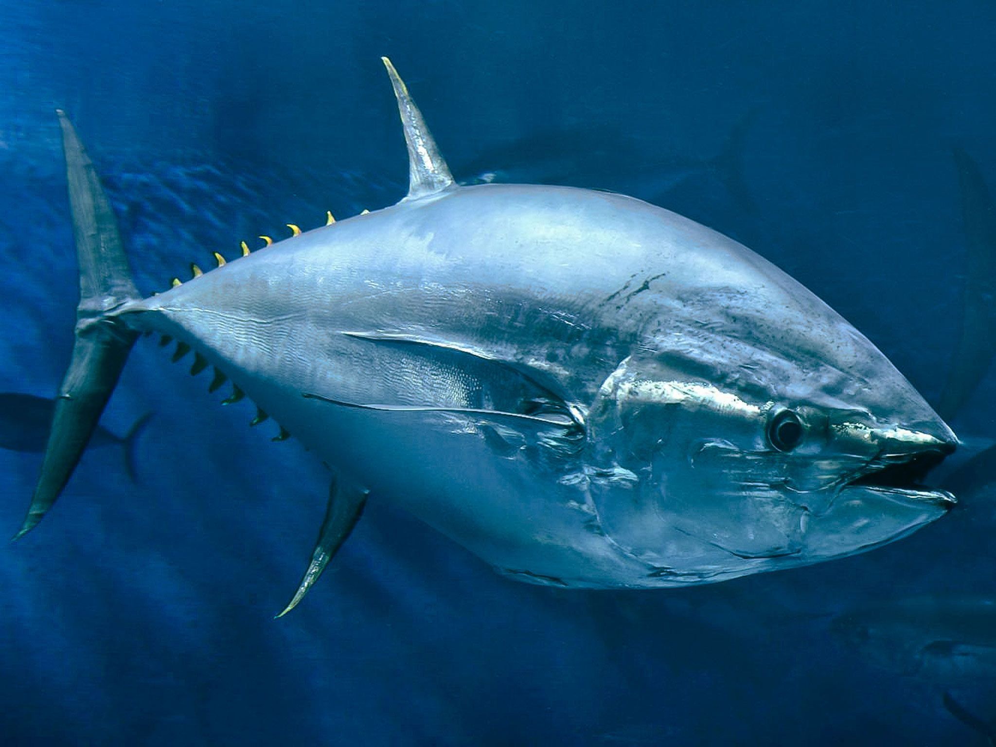 2048x1536 tuna avoid cardiac arrest in cold water