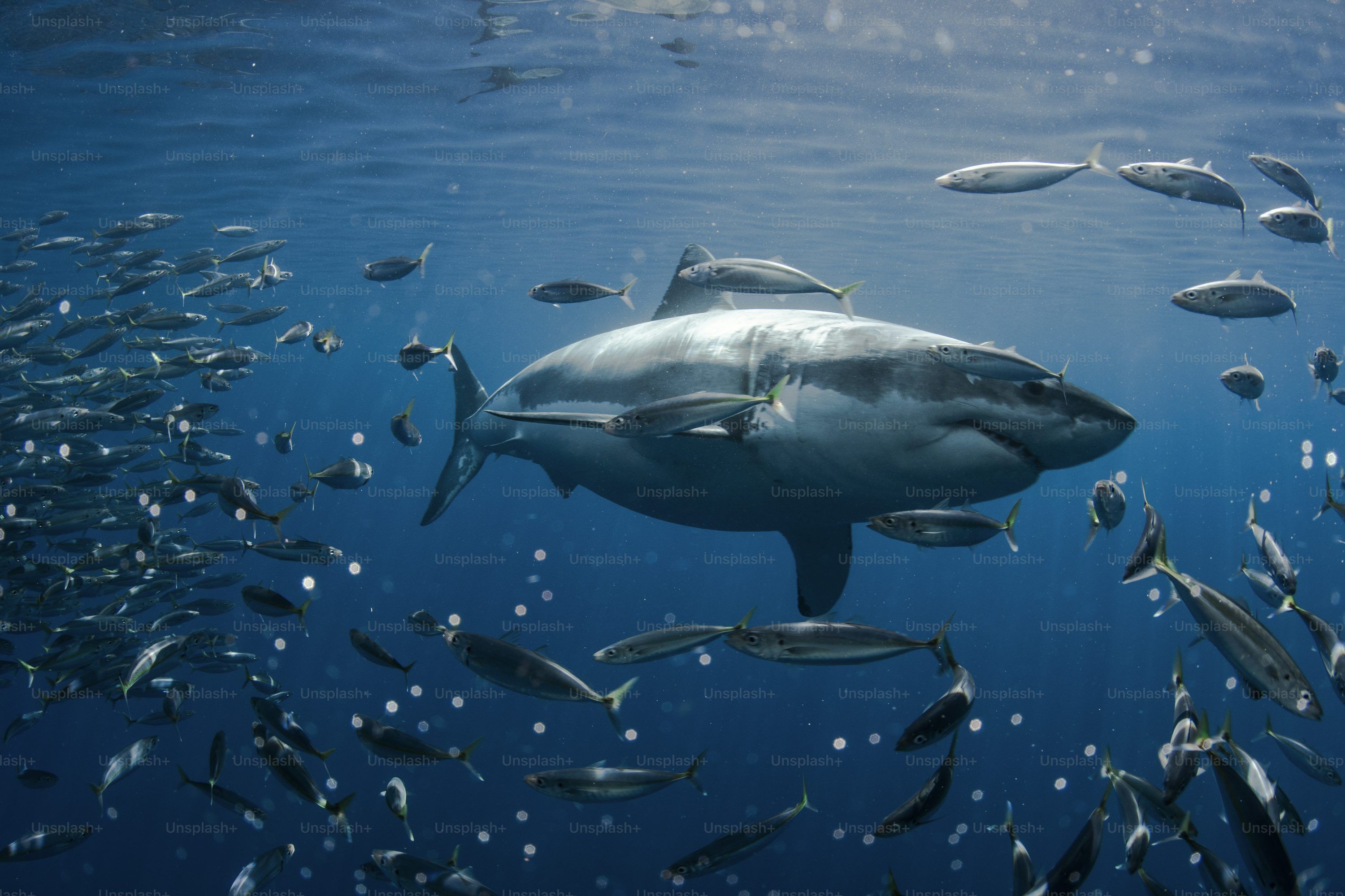 3000x2000 Bluefin Tuna Picture. Download Free