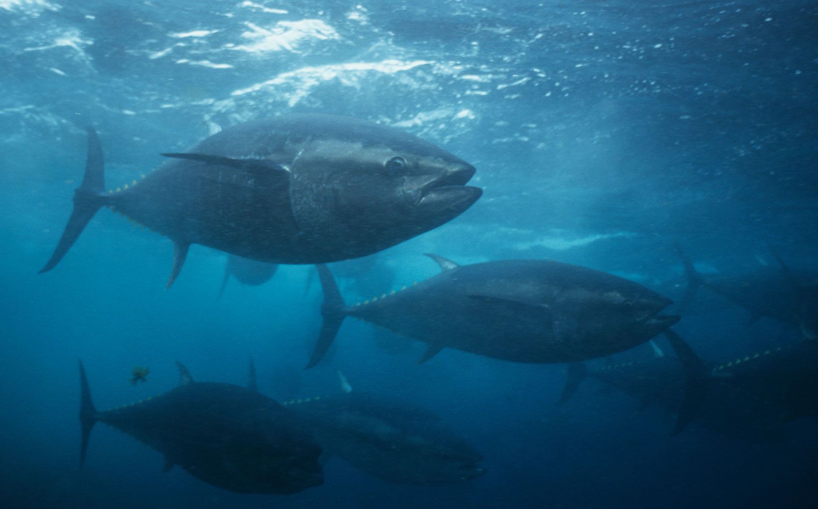 1600x997 Tuna. Definition, Characteristics