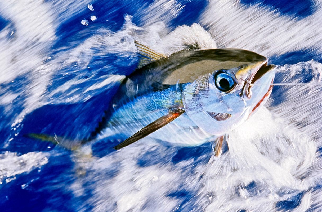 1216x804 protect fish that swim beyond