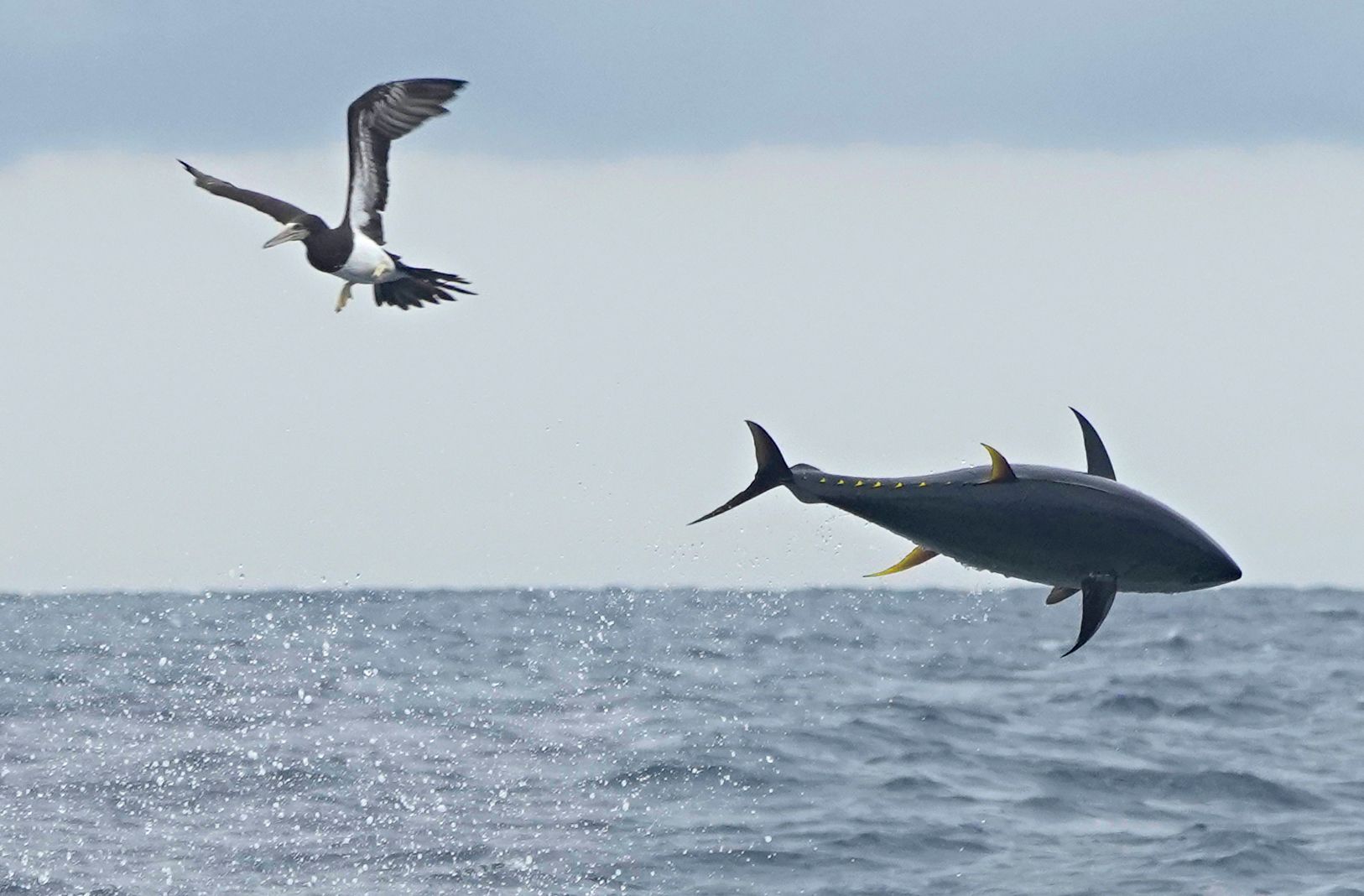 1626x1068 Tuna Fish Facts World