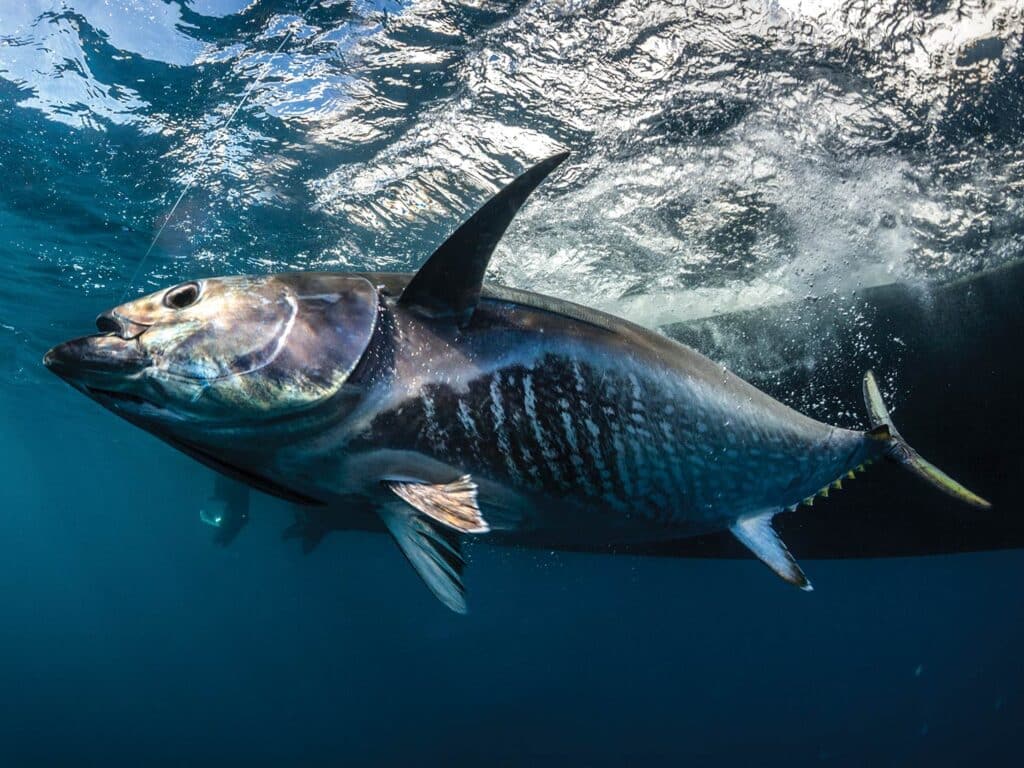 1024x768 Bluefin Resurgence in the United