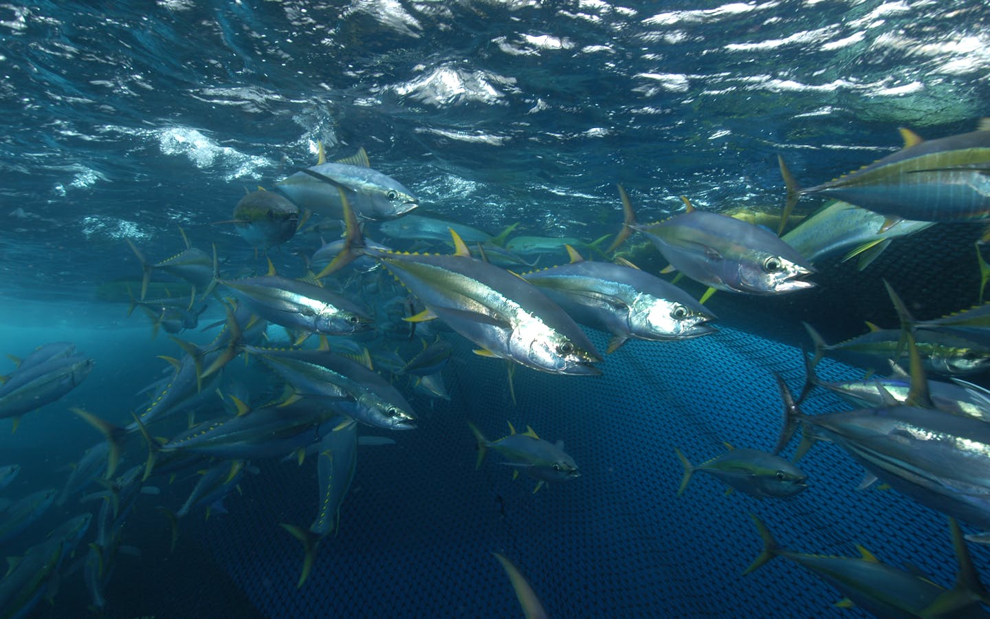 1440x900 Sustaining Pacific Island Fisheries
