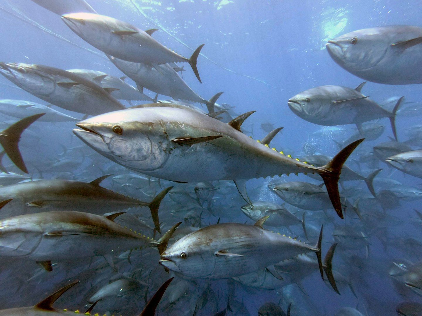 1440x1080 Expanded UK Bluefin Tuna Fishery Plan