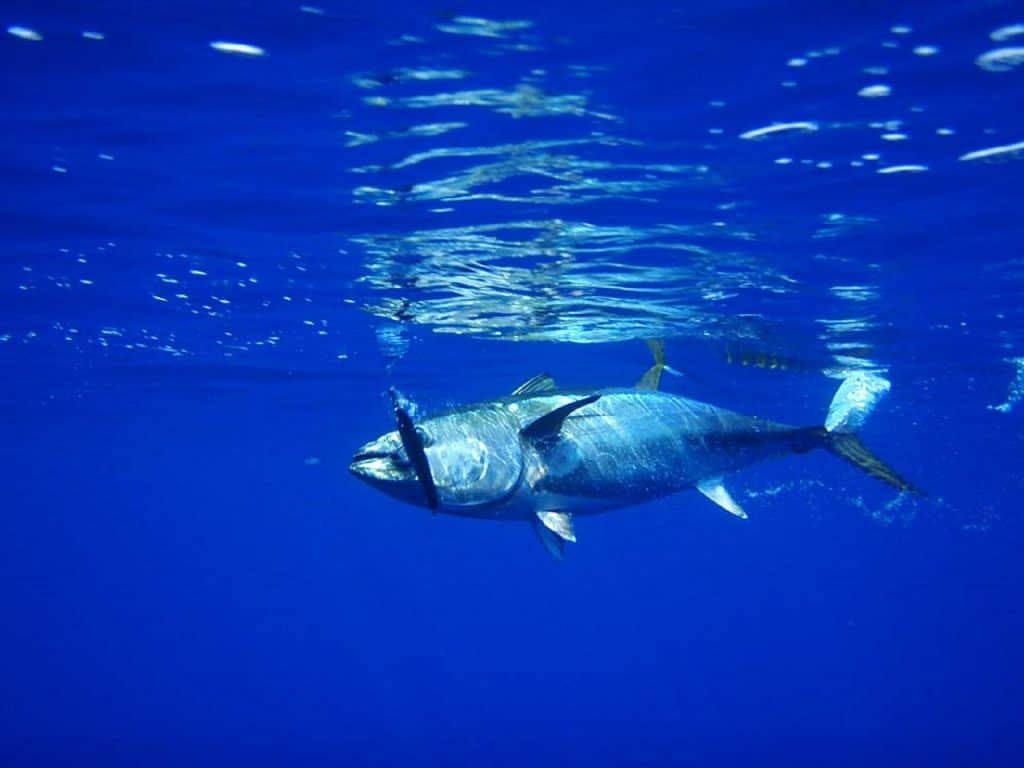 1024x768 tuna and fishermen via spillover