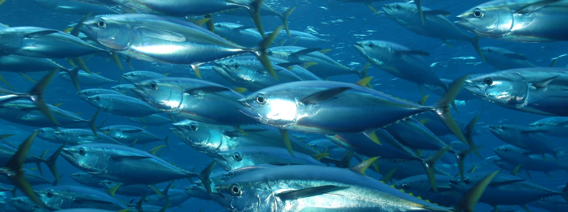 1908x715 Mercury levels in tuna: Verifying