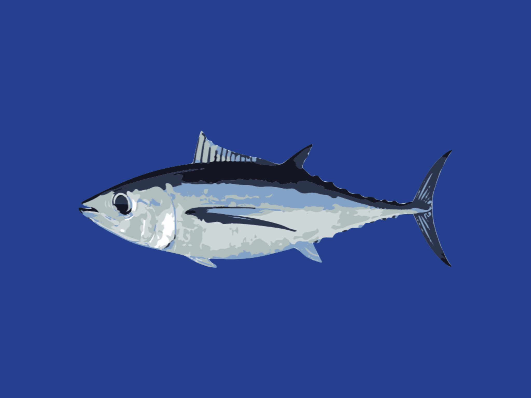 2048x1536 Albacore tuna
