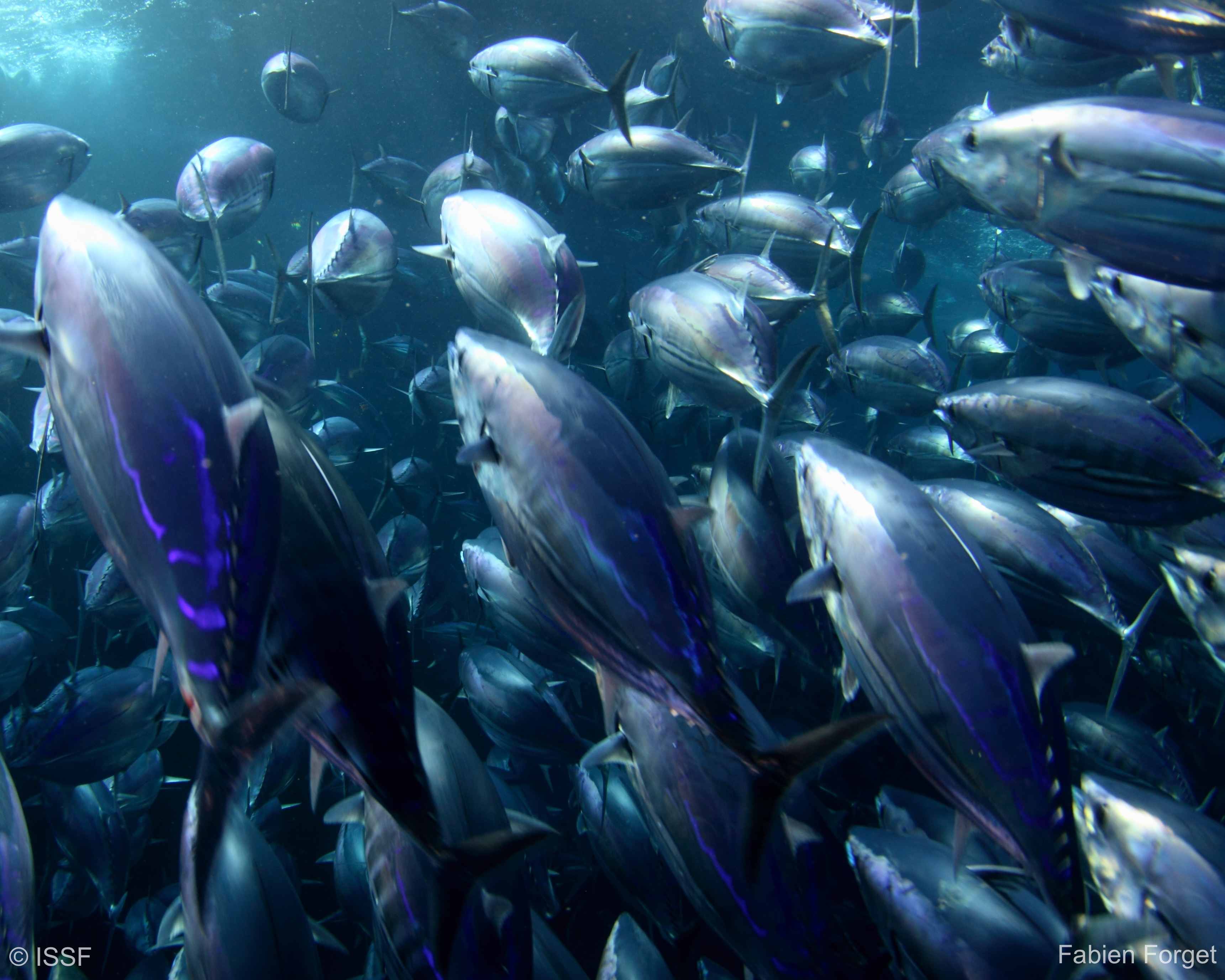 3442x2753 International Seafood Sustainability