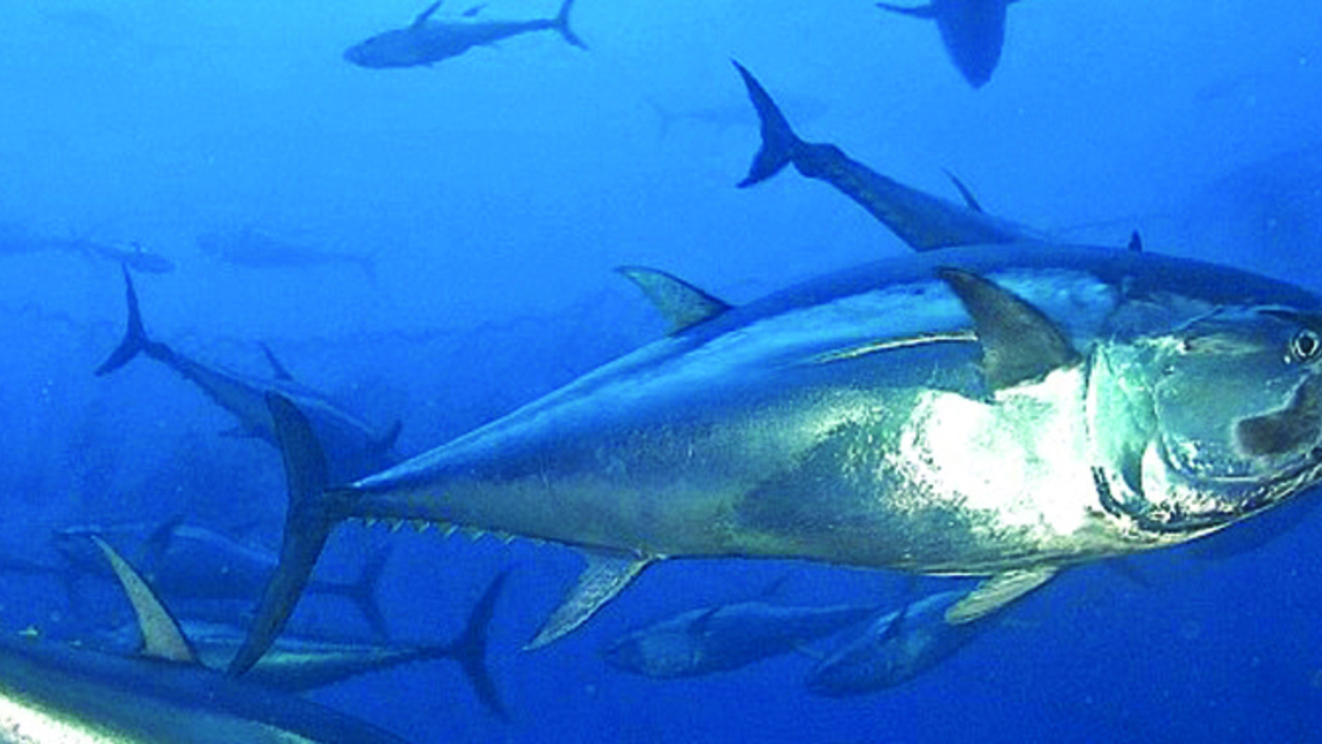 1920x1080 tuna fisheries in the Solomon Islands