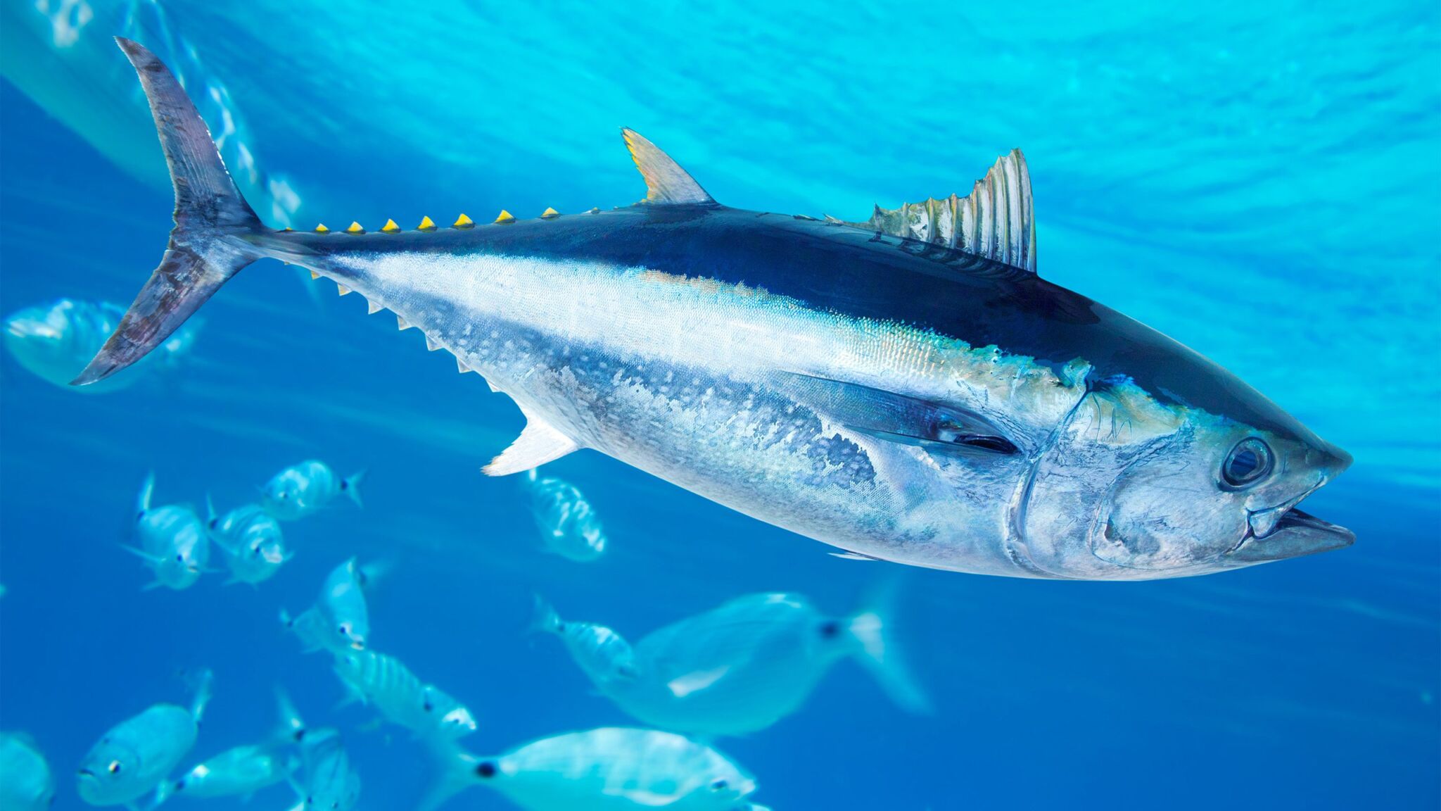 2048x1152 Tuna