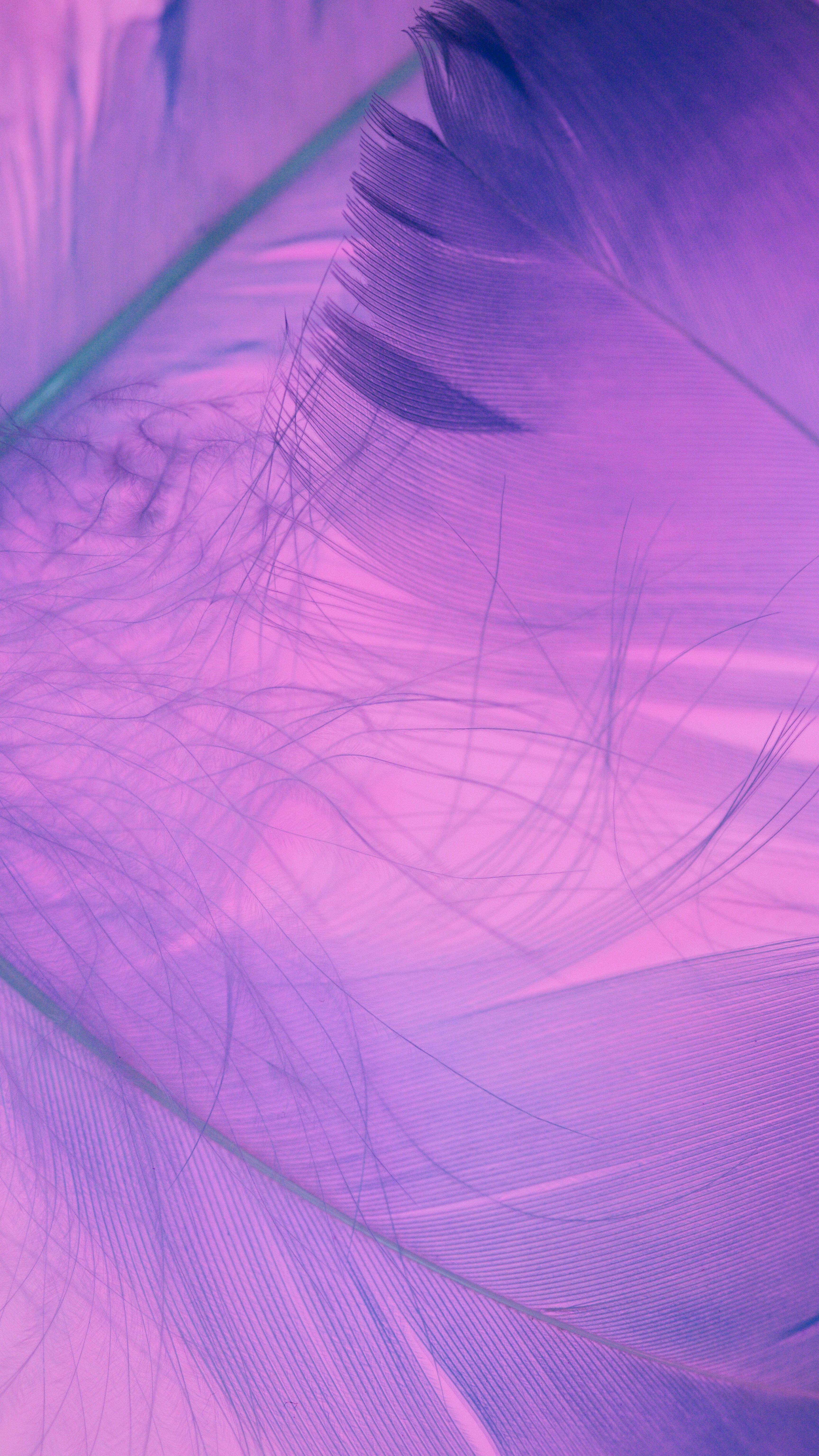 3456x6144 Purple Wallpaper Photo, Download