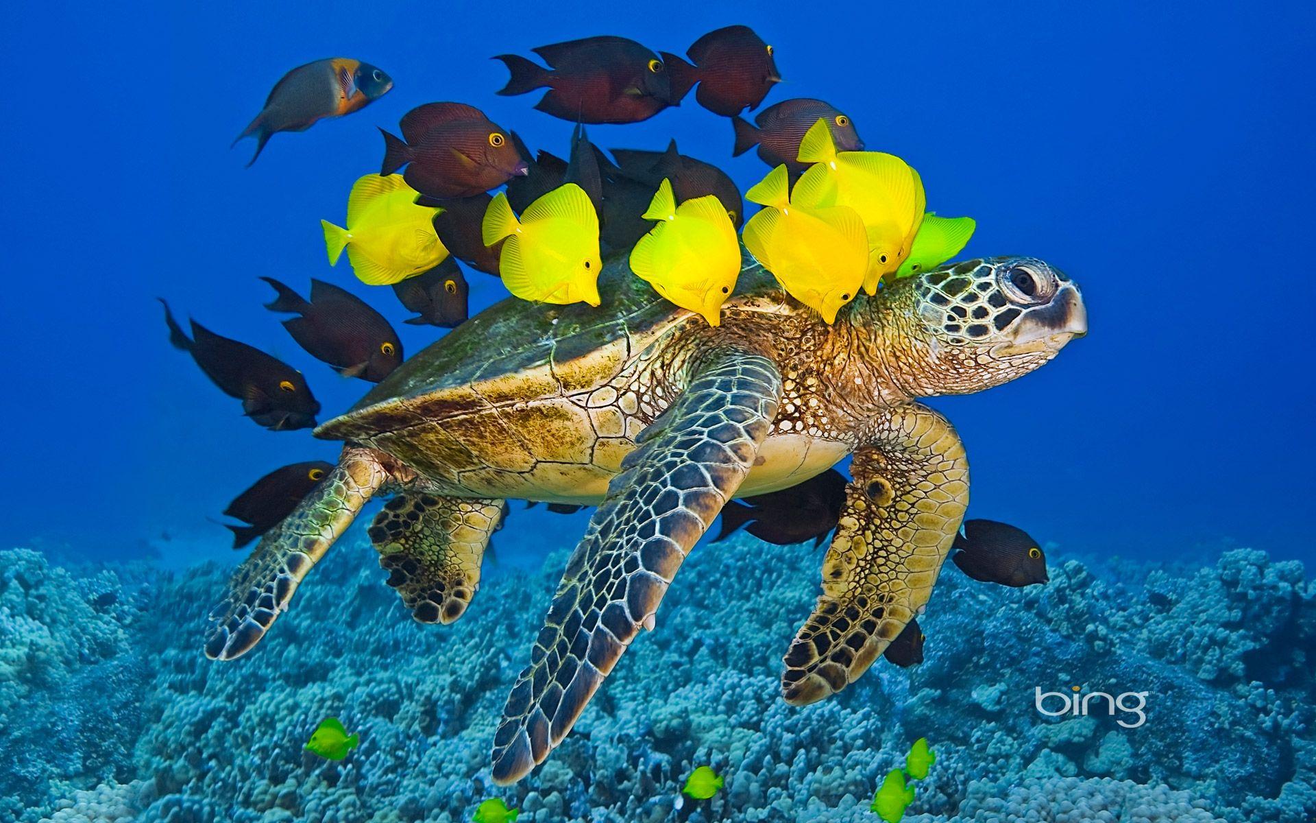 1920x1200 Green sea turtle being cleaned by reef fish off the Kona