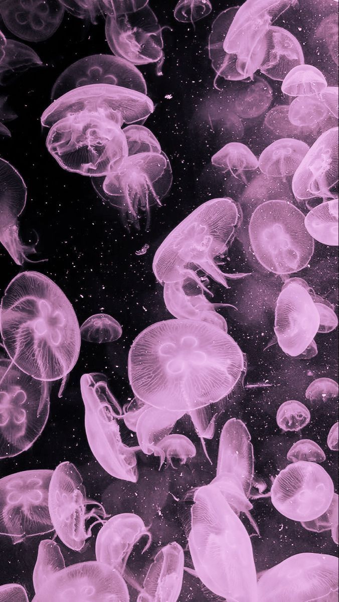 676x1200 Pink sky jellyfish