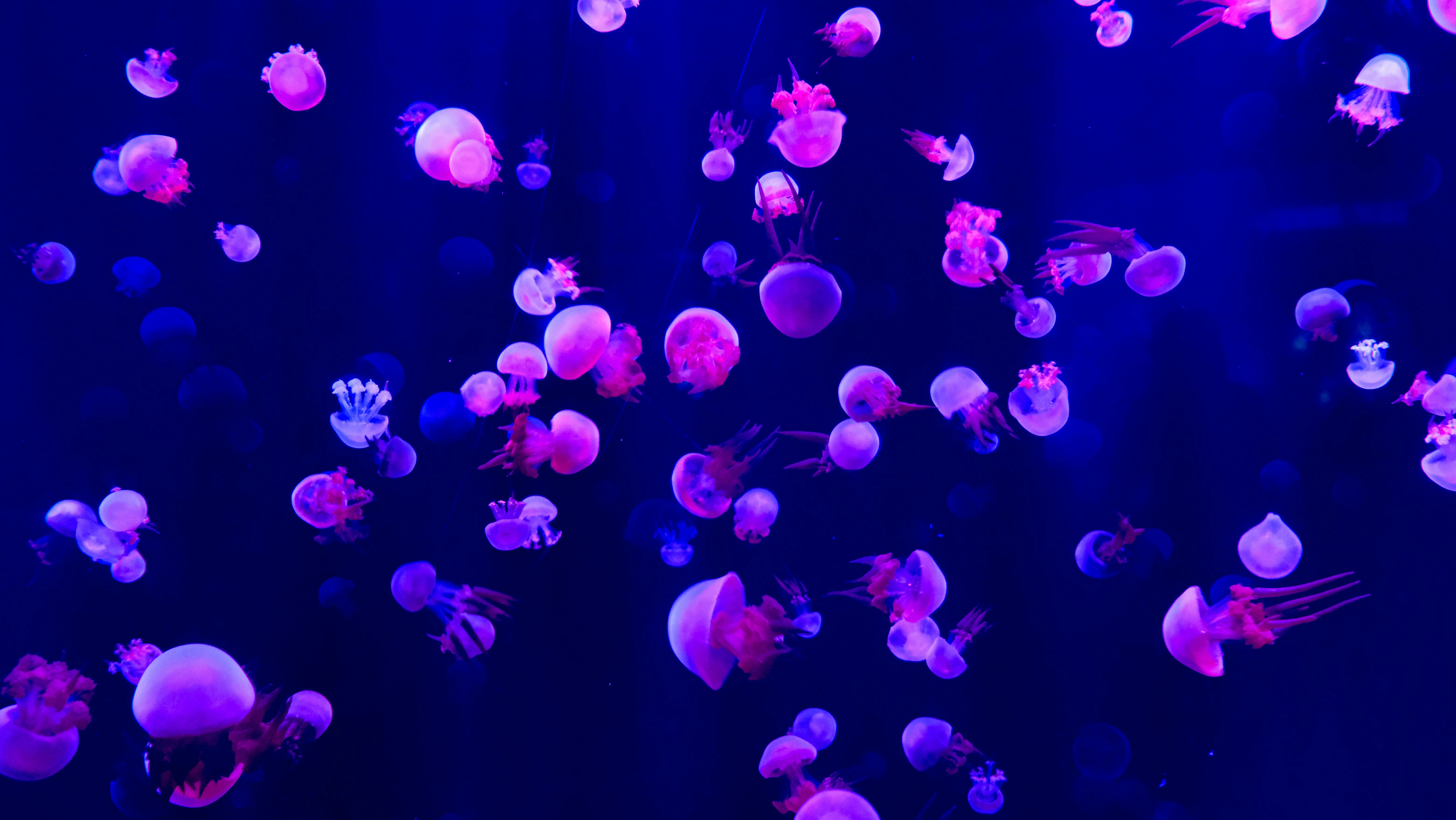 6240x3512 Jellyfish Photo, Download The BEST