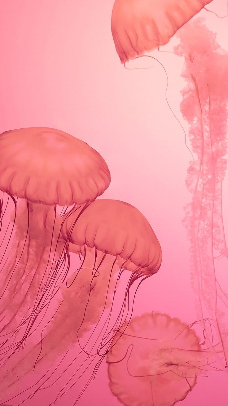 736x1309 Jellyfish Wallpaper