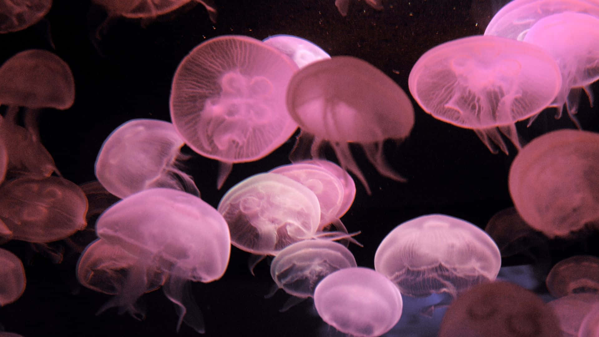 1920x1080 Download Jellyfish Background