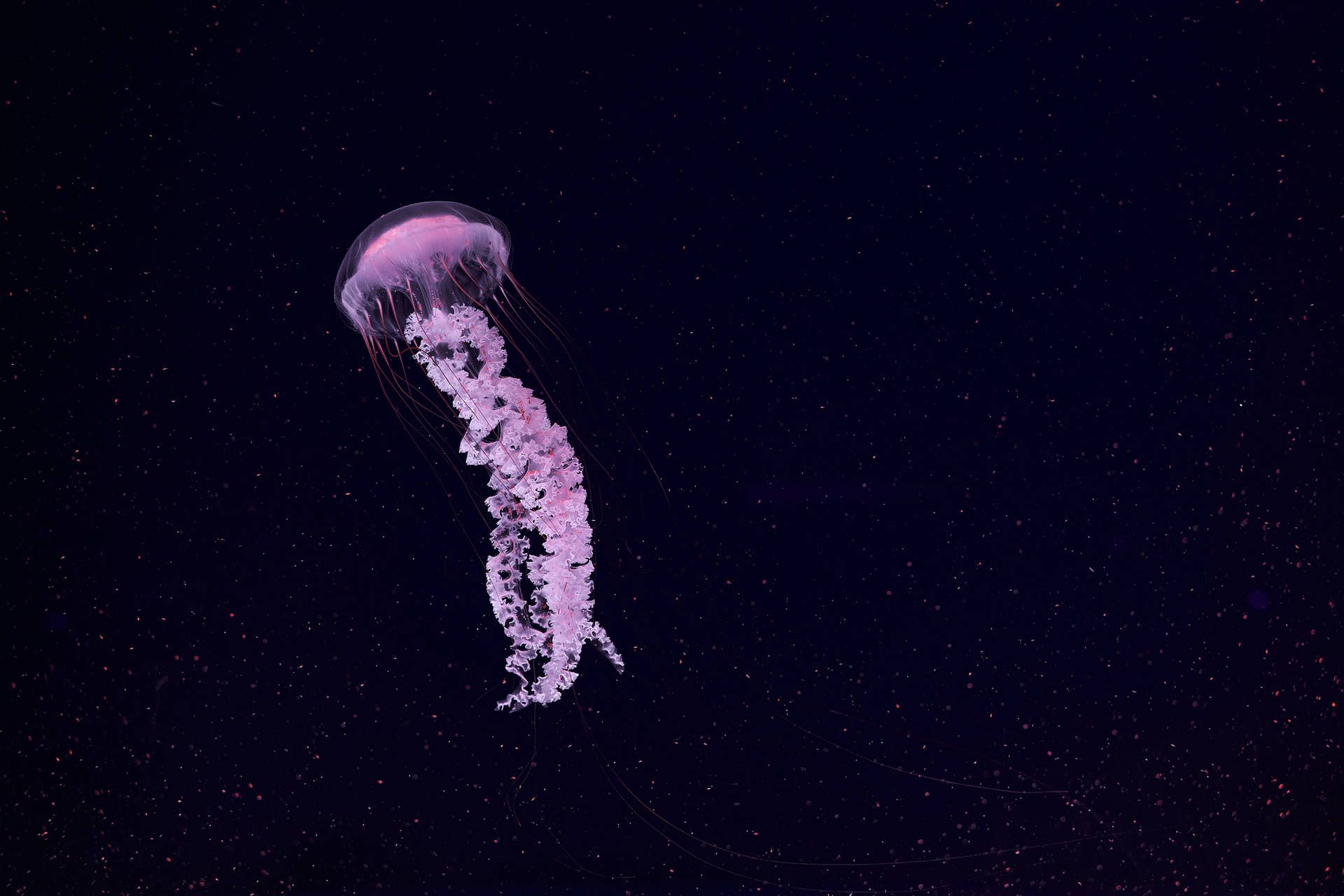 1920x1280 Download Jellyfish Wallpaper