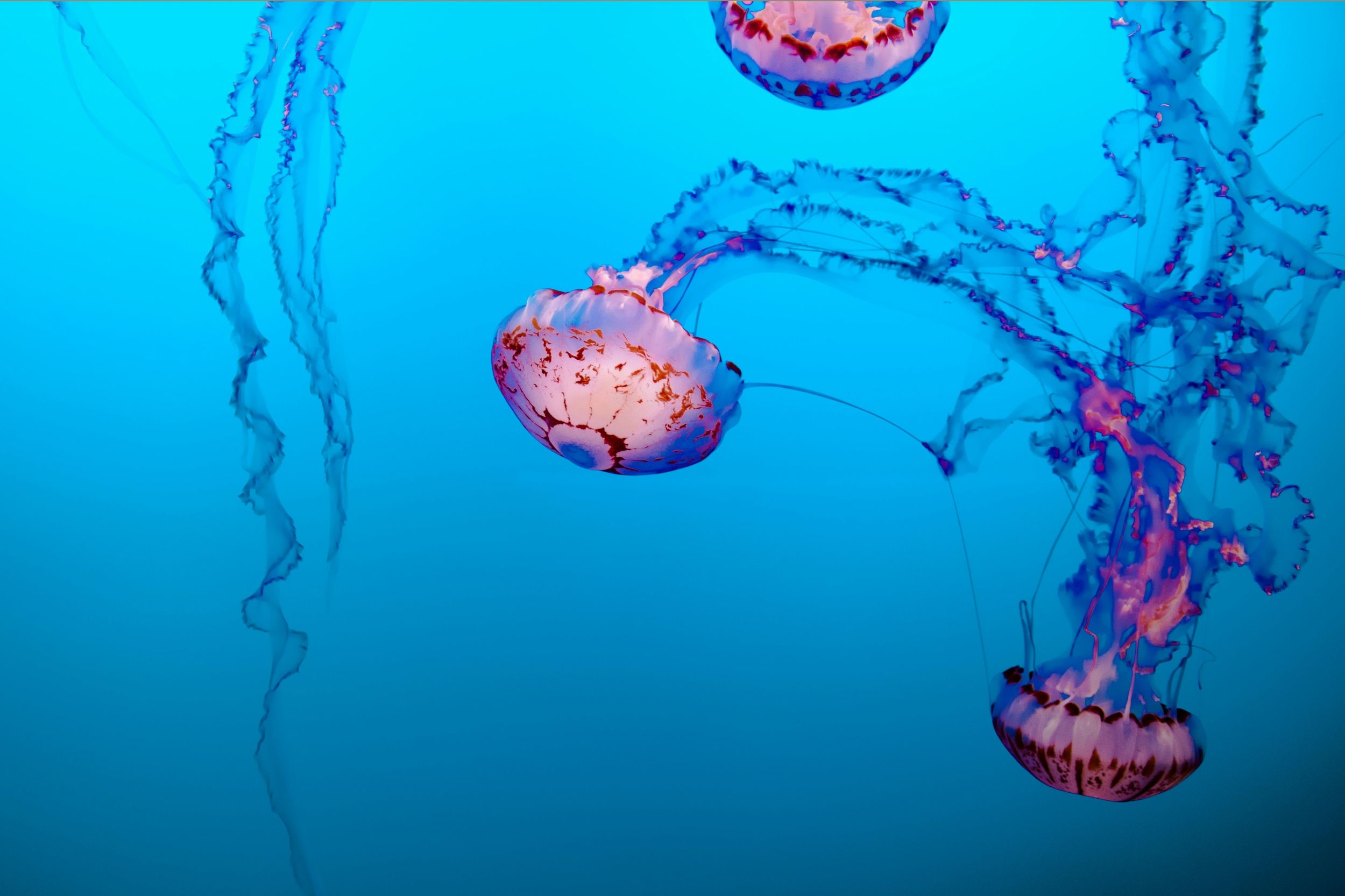 2500x1666 Underwater Photography Jellyfish Purple