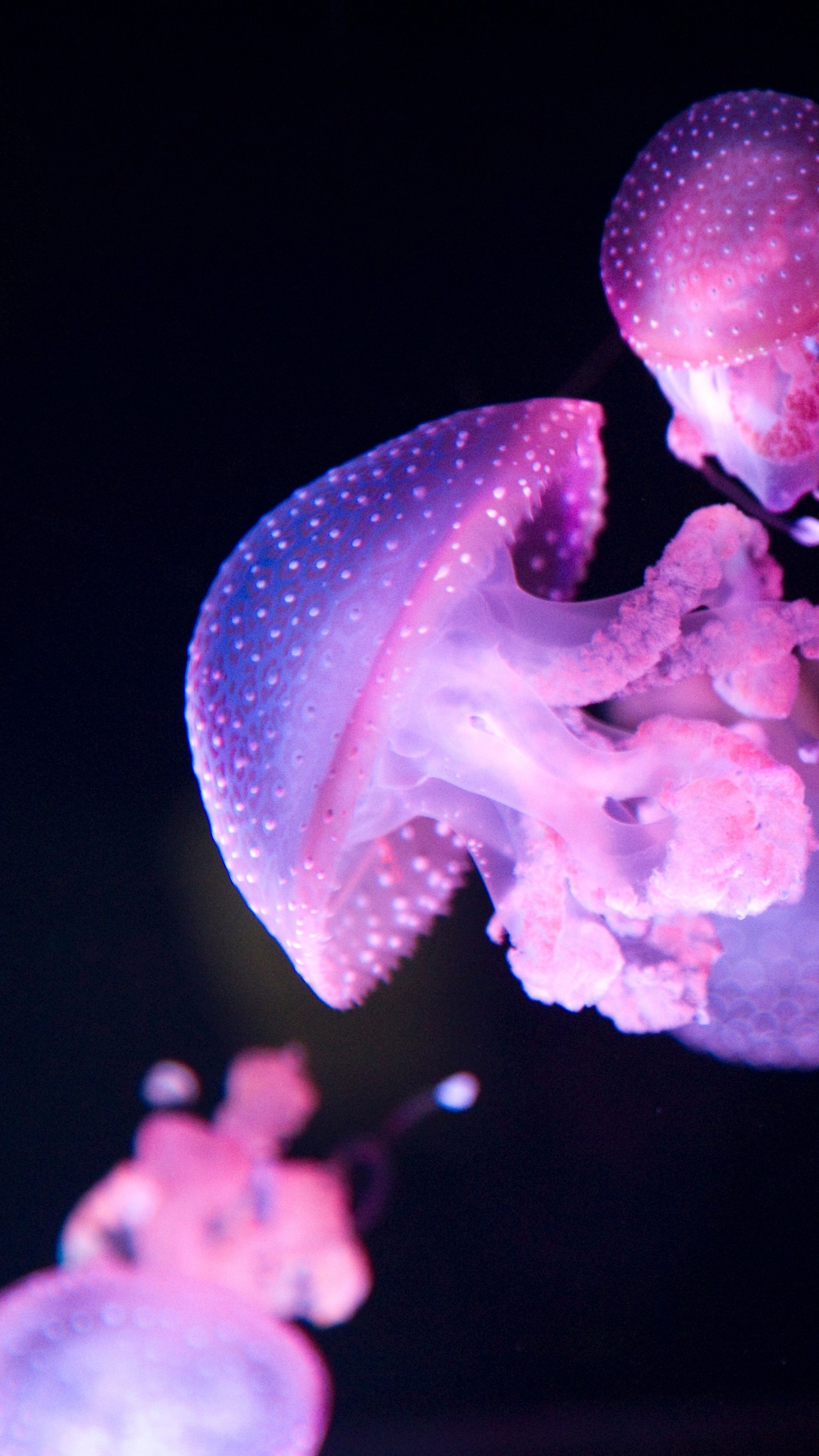 2160x3840 Jellyfish Wallpaper 55 image