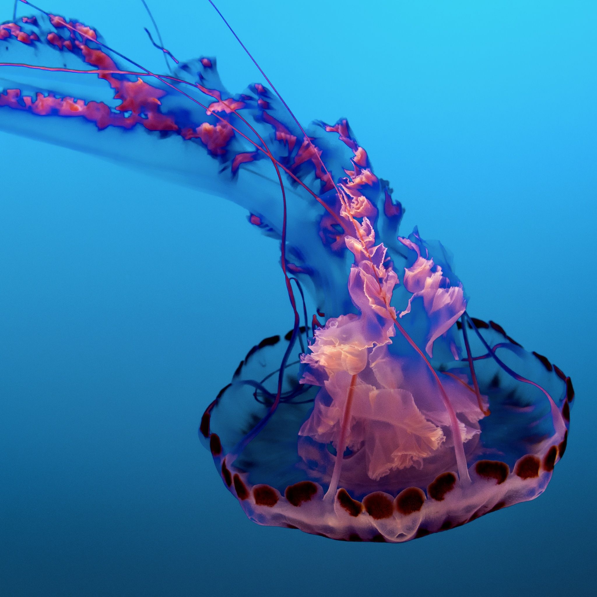 2048x2048 Jellyfish Wallpaper 4K, Pink, Underwater