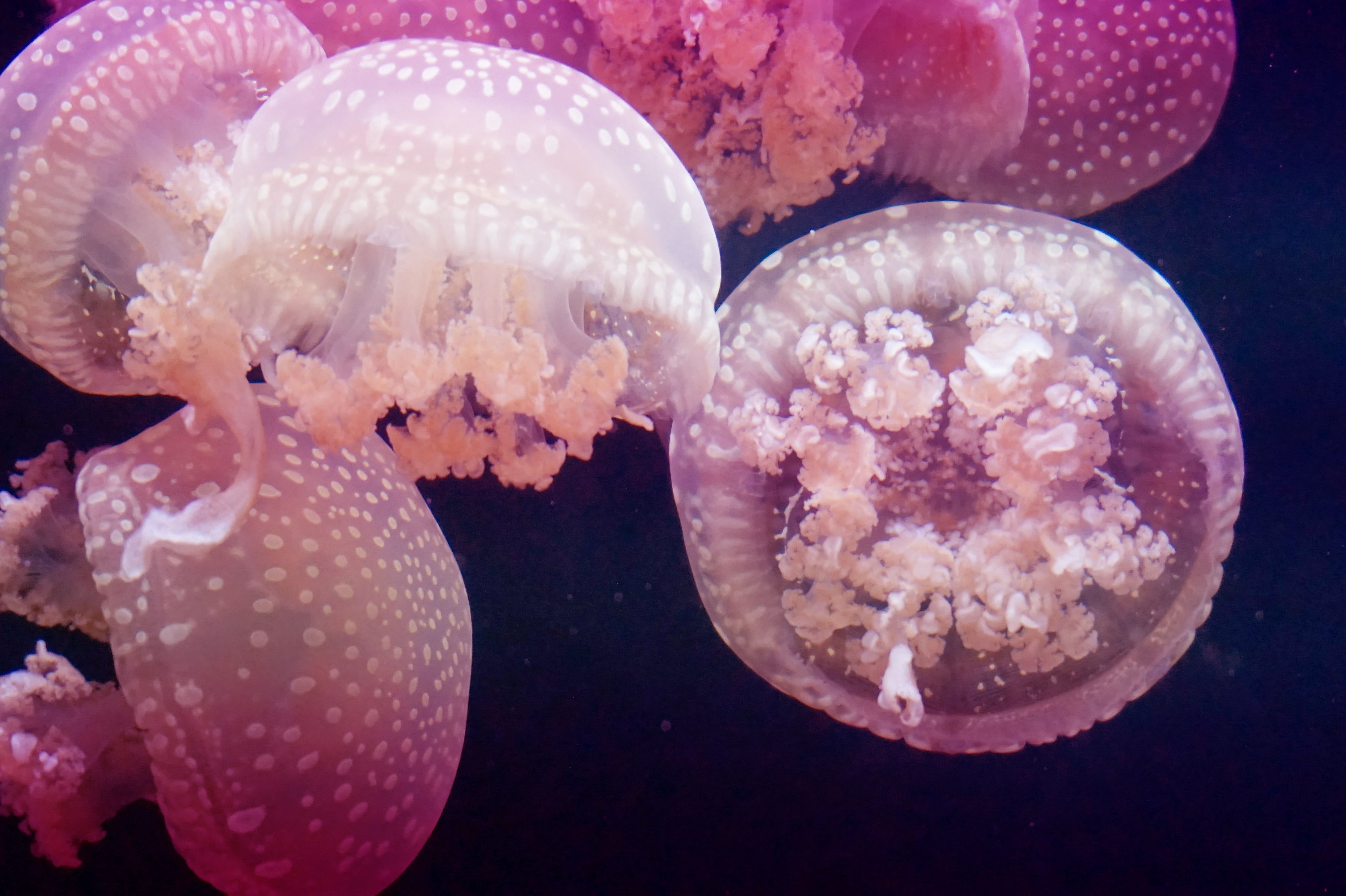 5456x3632 photo of group of pink jellyfish