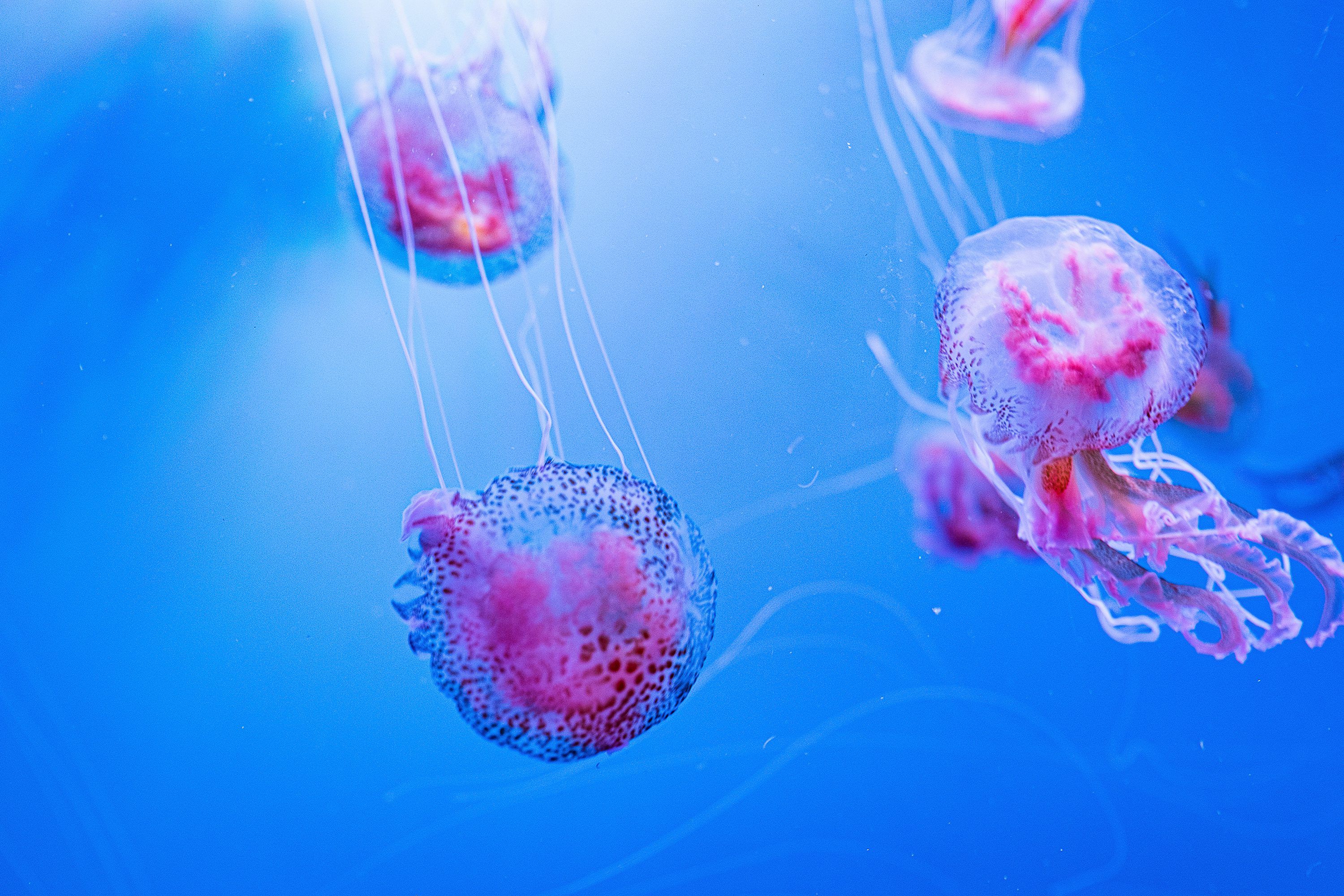 3000x2000 Purple Jellyfish Picture. Download