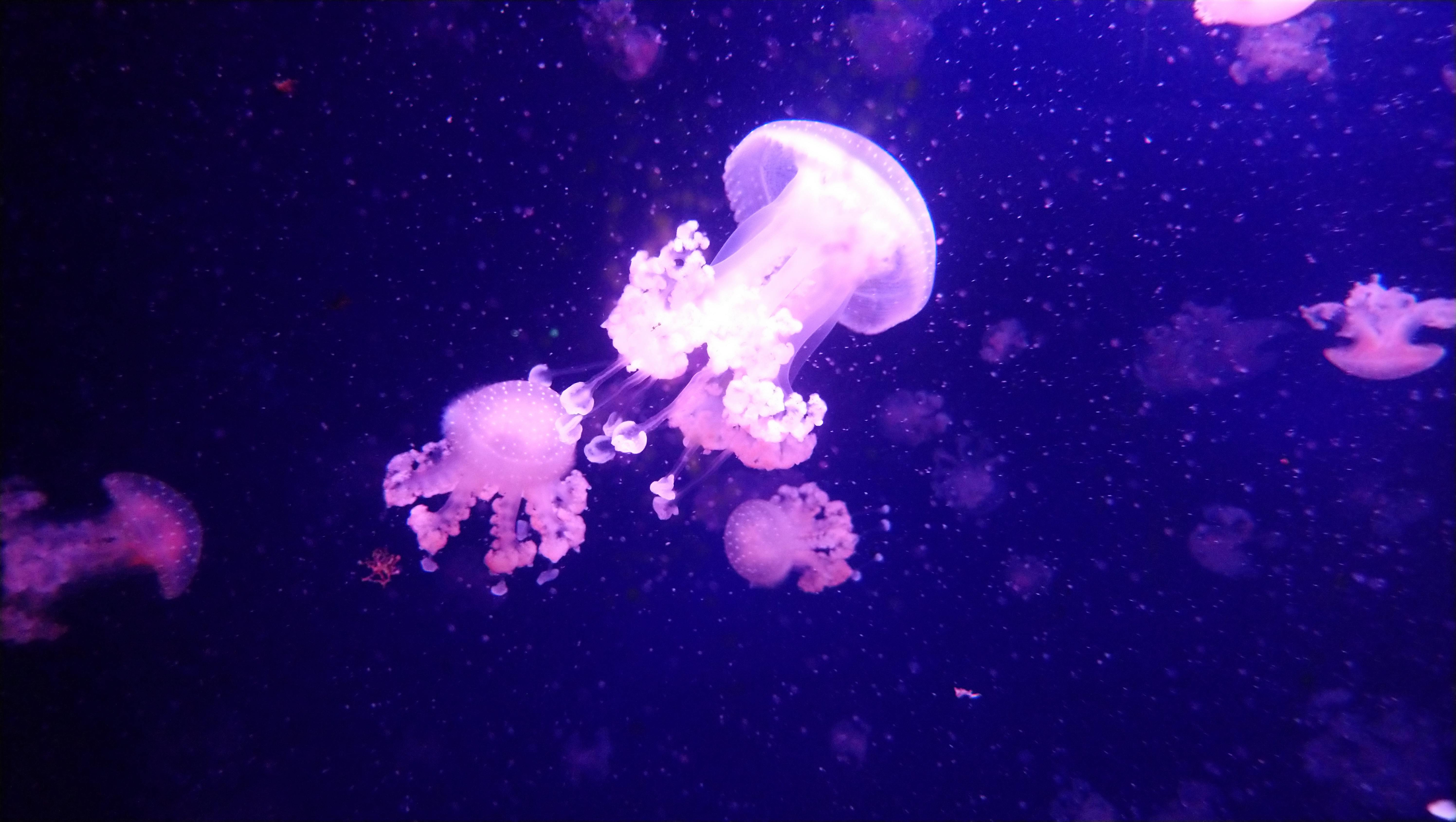 5984x3376 Pink Jellyfish in Ocean · Free