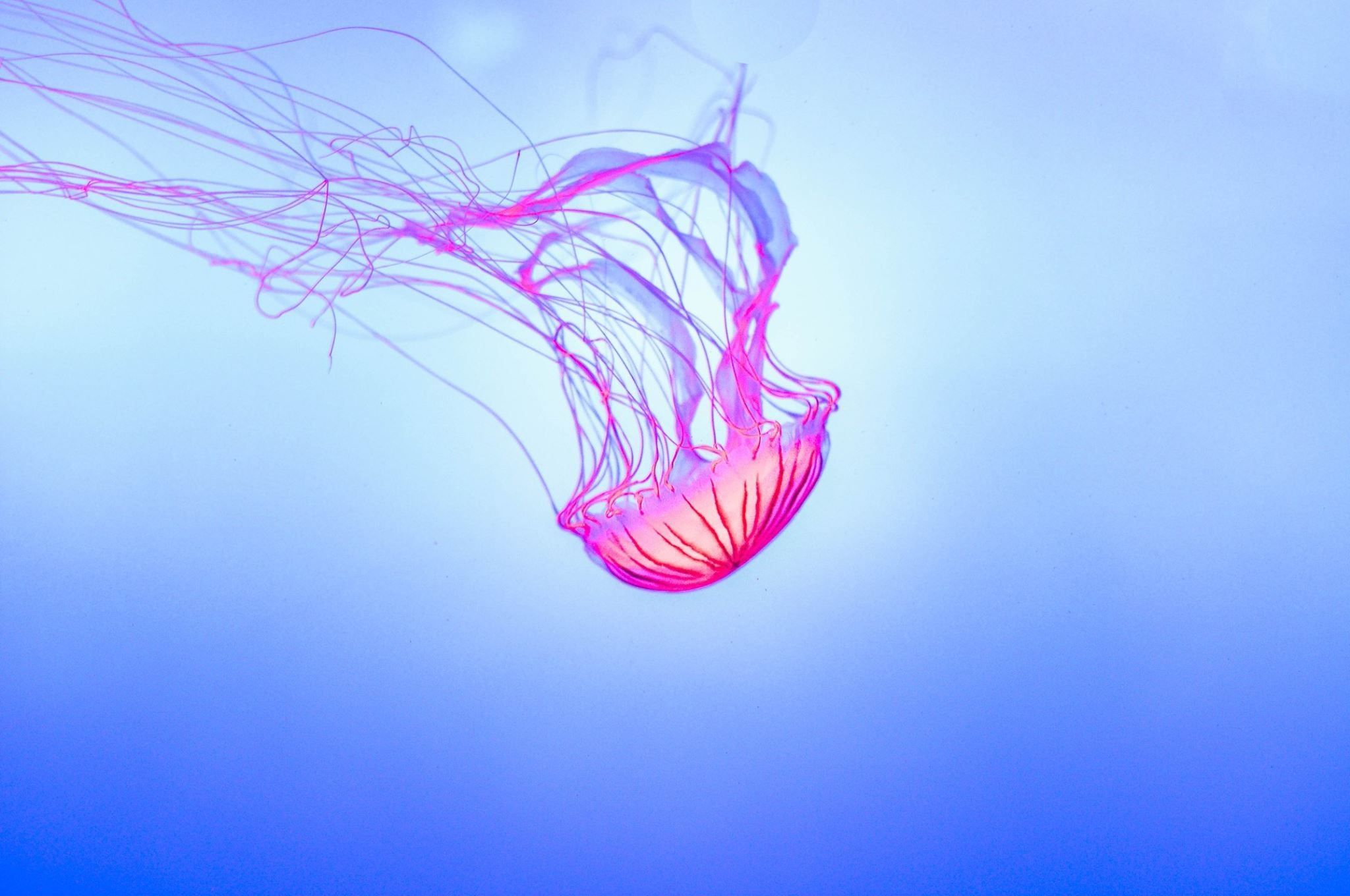 2048x1360 Pink jellyfish digital wallpaper