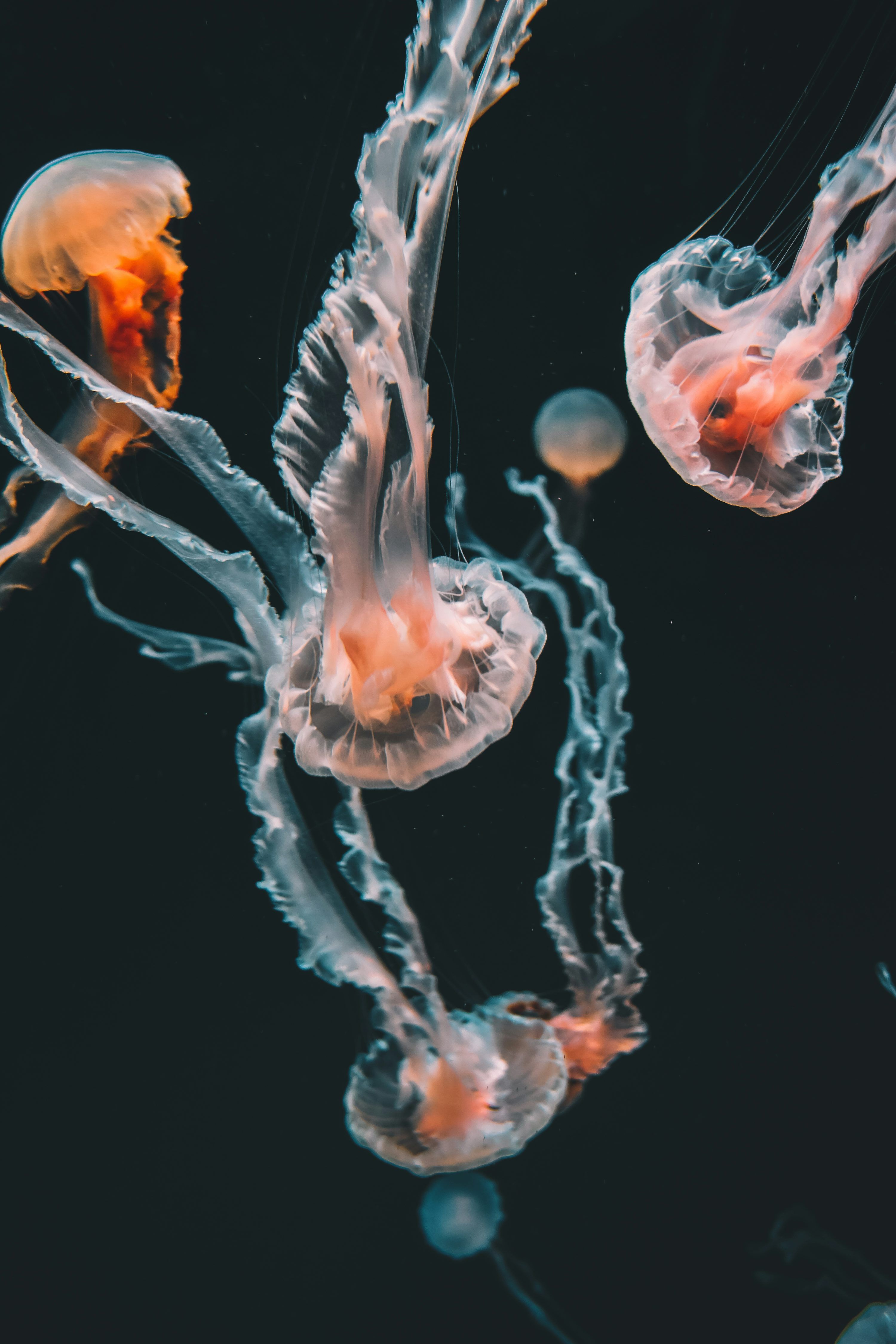 3000x4500 Jellyfish Picture [HD]. Download