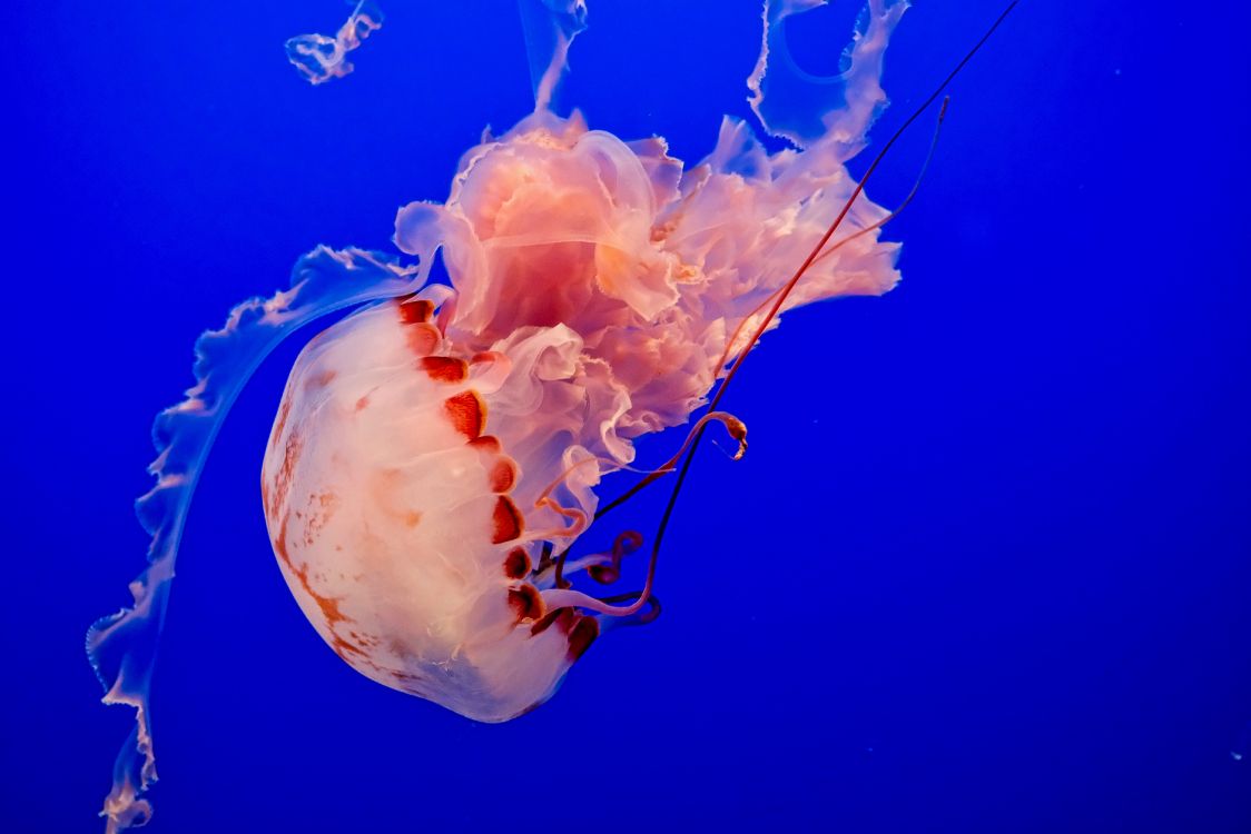 1124x750 Pink Jellyfish in Blue Water