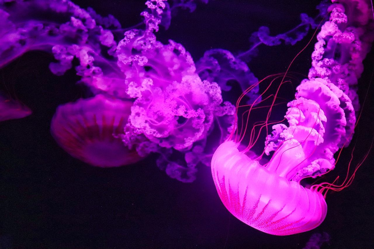 1280x853 Jellyfish Pink Ocean