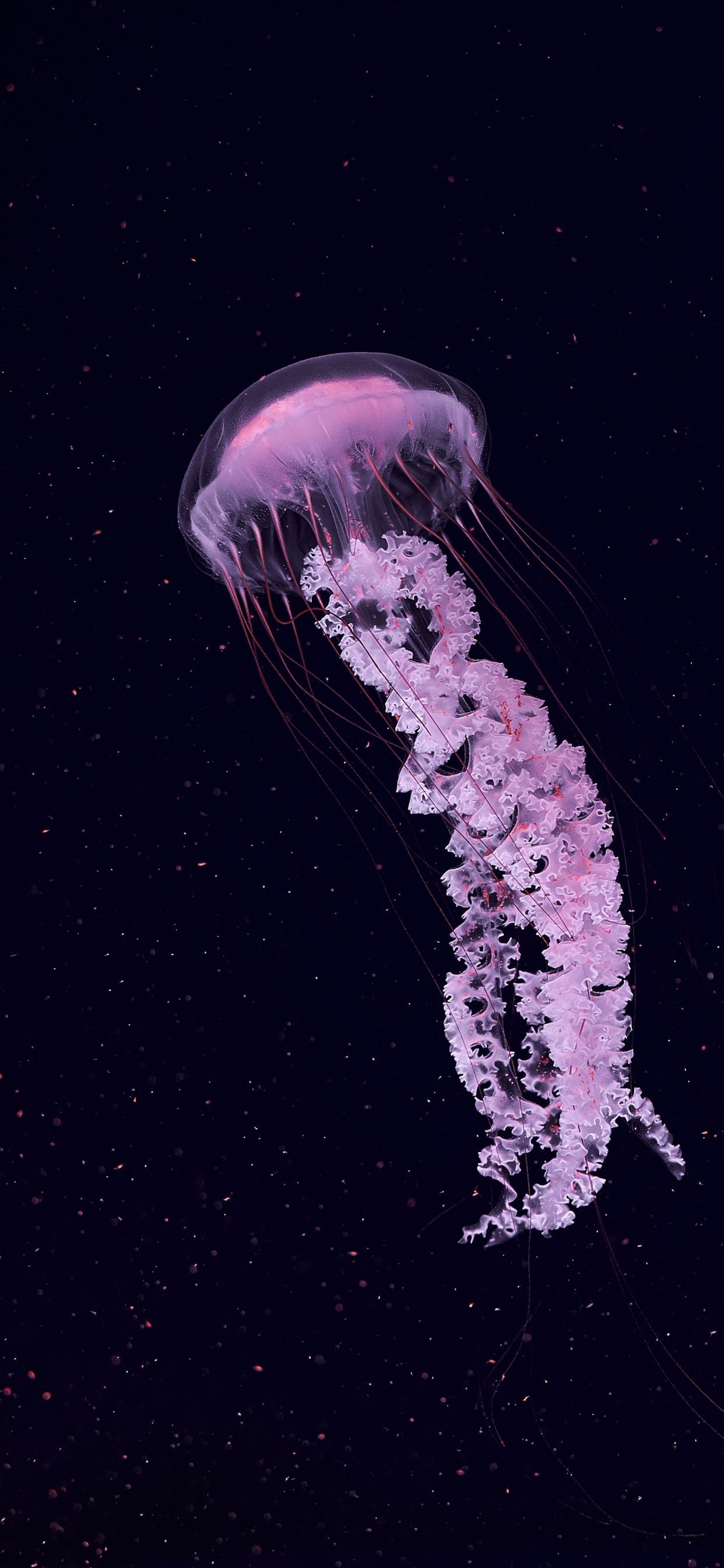 1242x2688 Jellyfish Wallpaper 4K, Dark background
