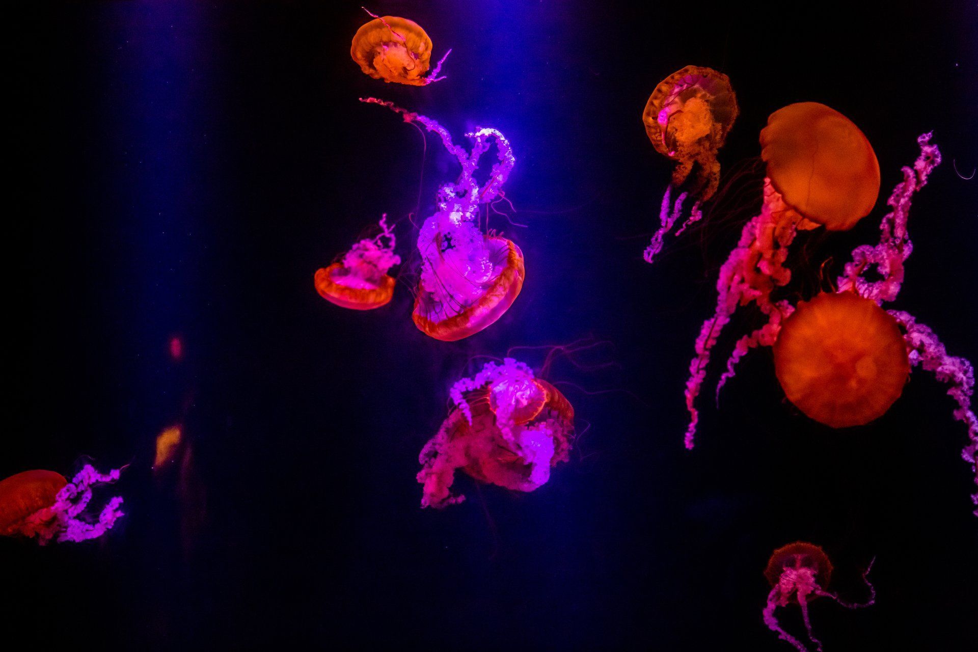 1920x1280 Sea Life Underwater Animal Jellyfish 4k