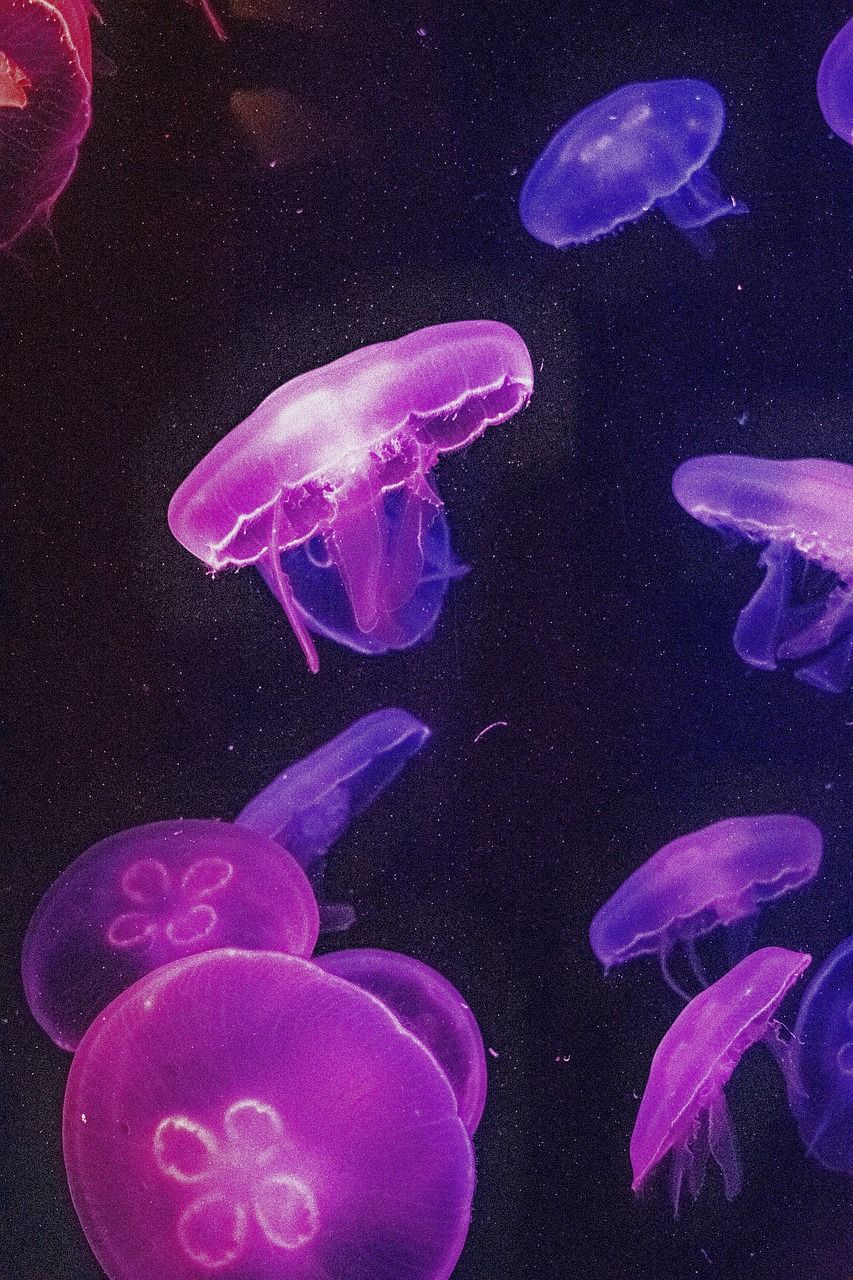 853x1280 Jellyfish Wallpaper Jelly Fish