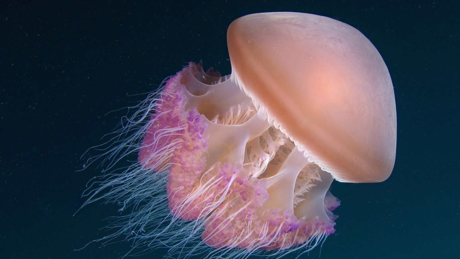 1920x1080 Jellyfish Wallpaper 55 image