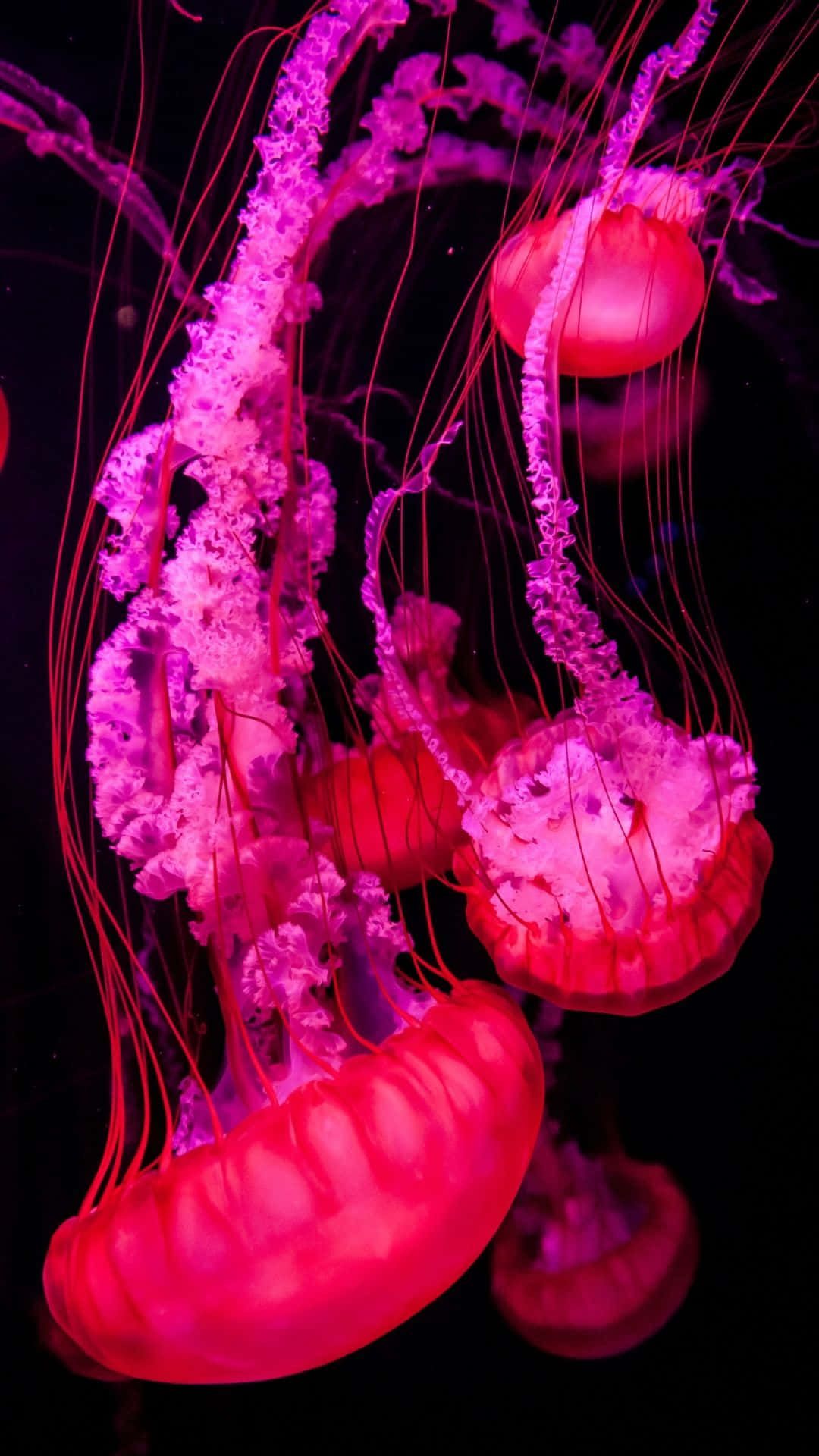 1080x1920 Download Jellyfish Background