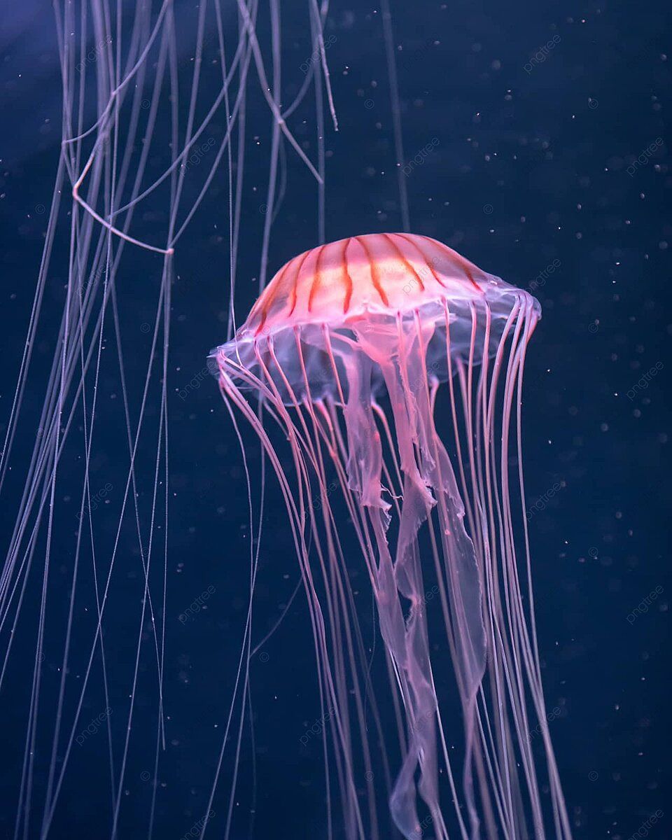 960x1200 Glowing Jellyfish Chrysaora Pacifica