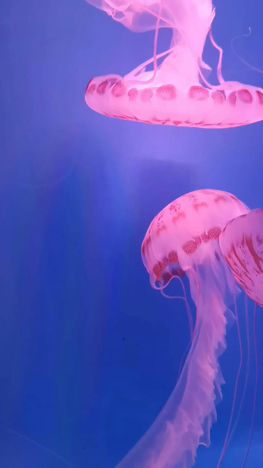 1080x1920 Pink Jellyfish Swimming in an Aquarium