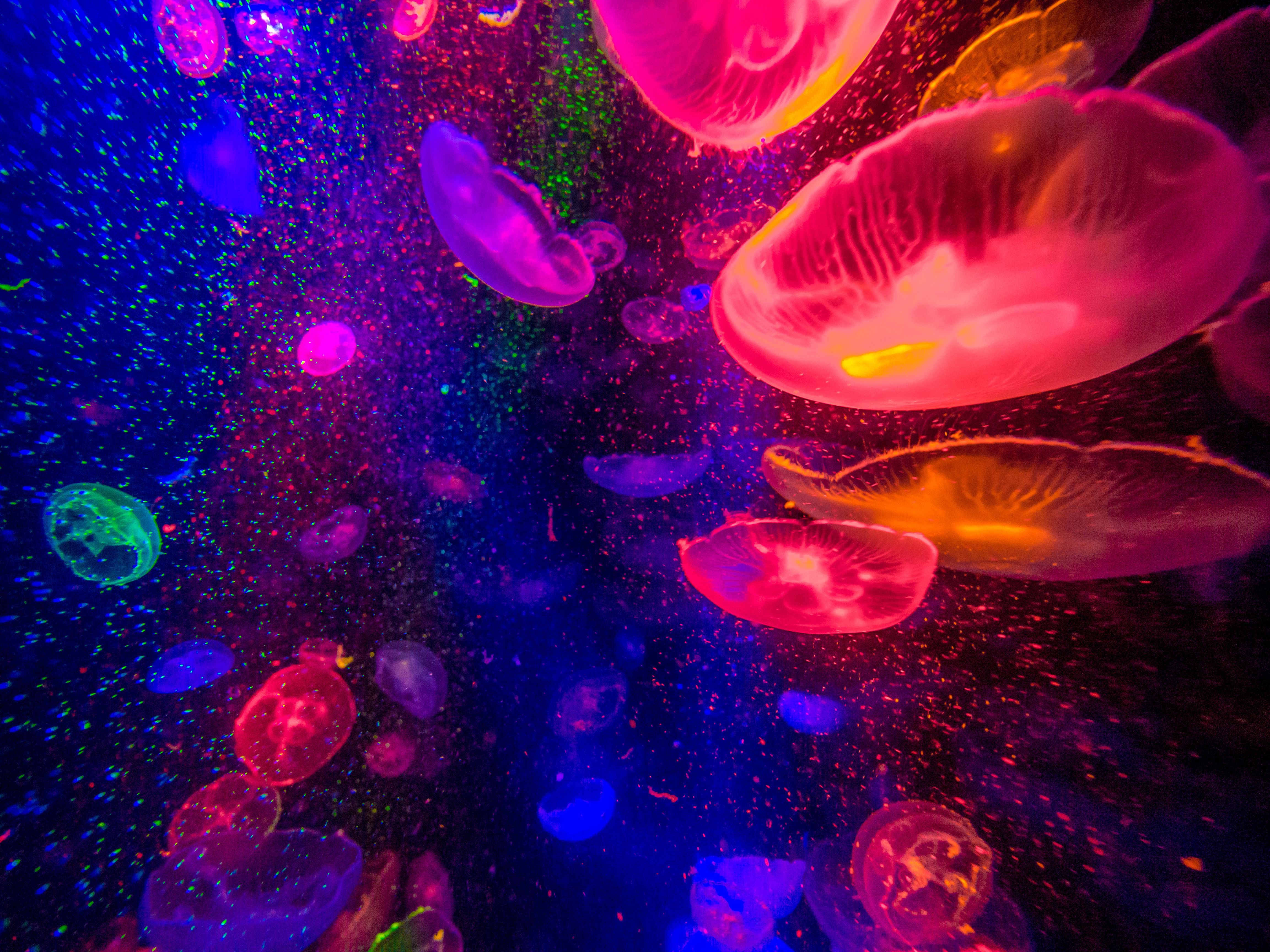 4608x3456 Wallpaper Purple and Pink Jellyfish