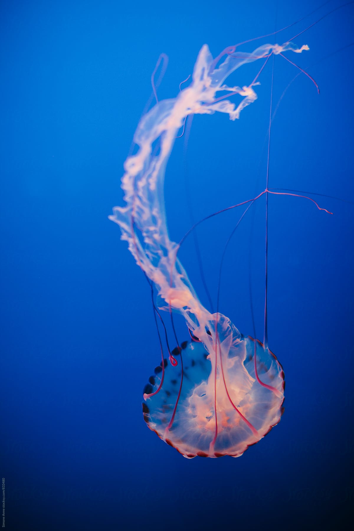 1200x1800 Pink Jellyfish In Blue Water
